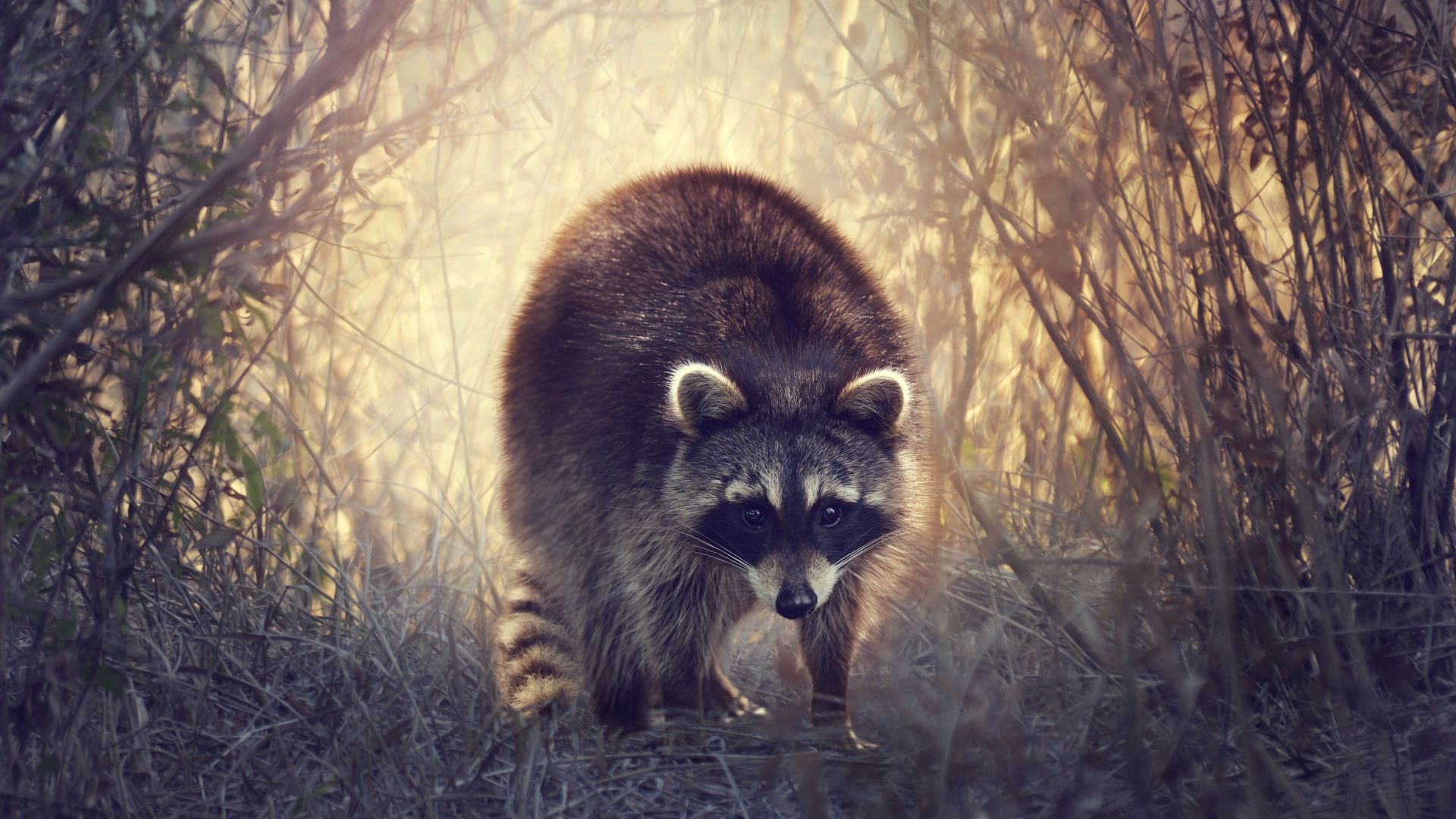 Wallpaper Raccoon, animal, wildlife