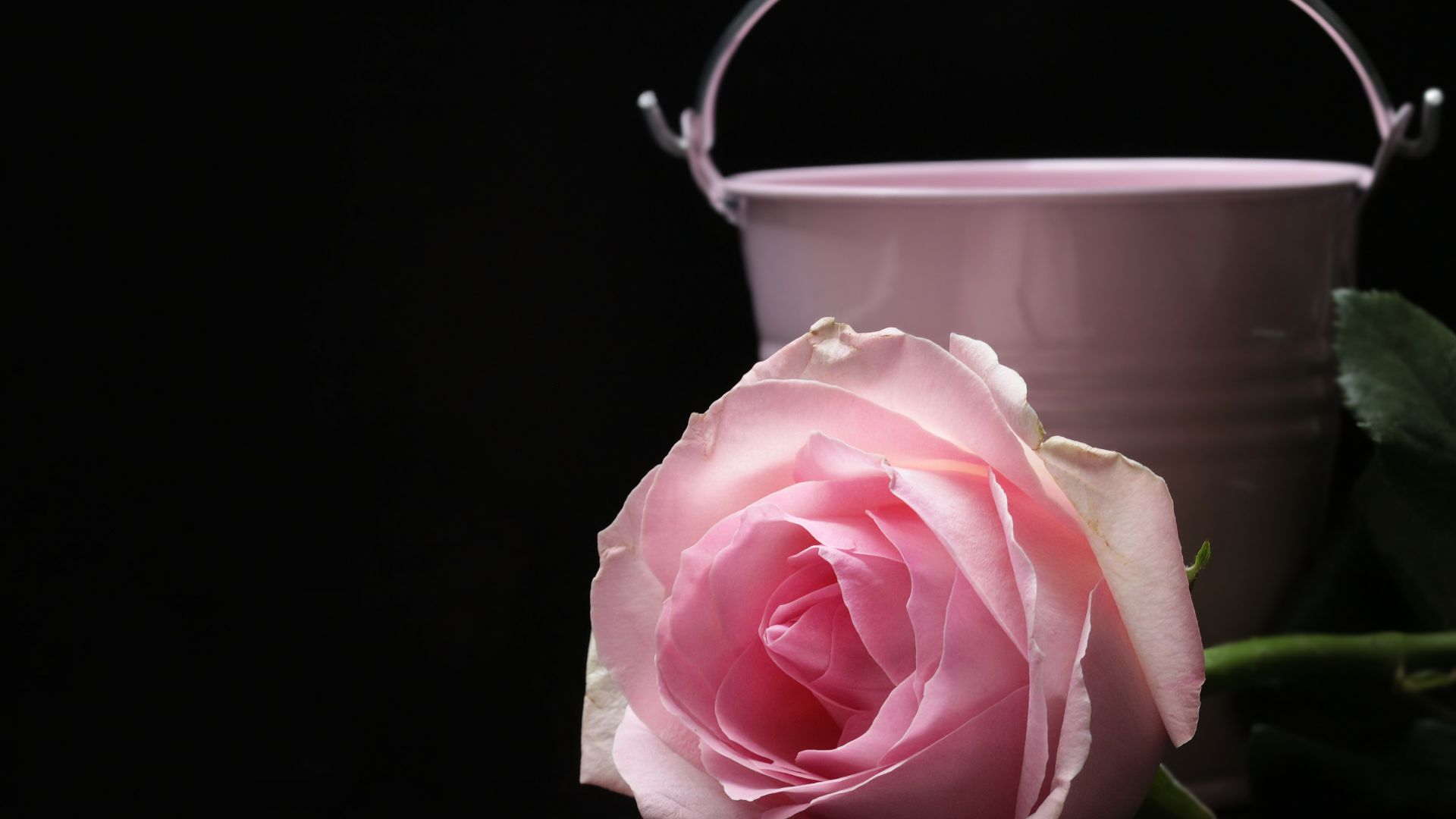 Wallpaper Pink, rose, petals, bucket