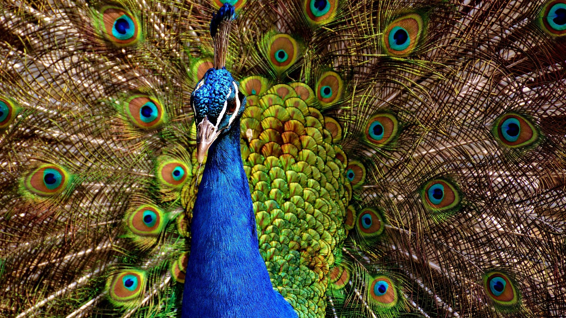 Desktop Wallpaper Dance, Bird, Colorful Bird, Peacock, Hd Image, Picture,  Background, C1edf7