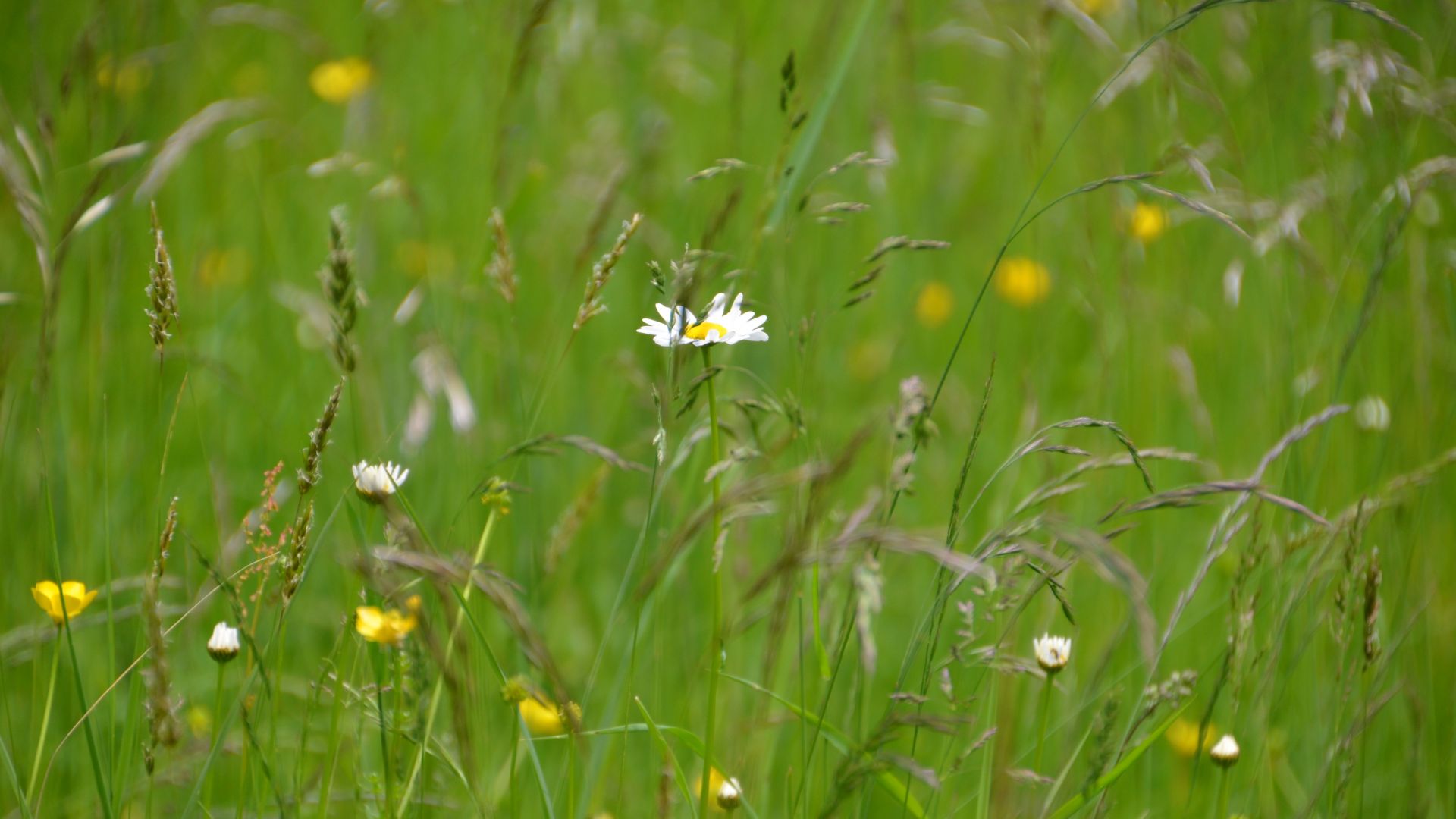 Wallpaper Meadow, daisy flower, nature