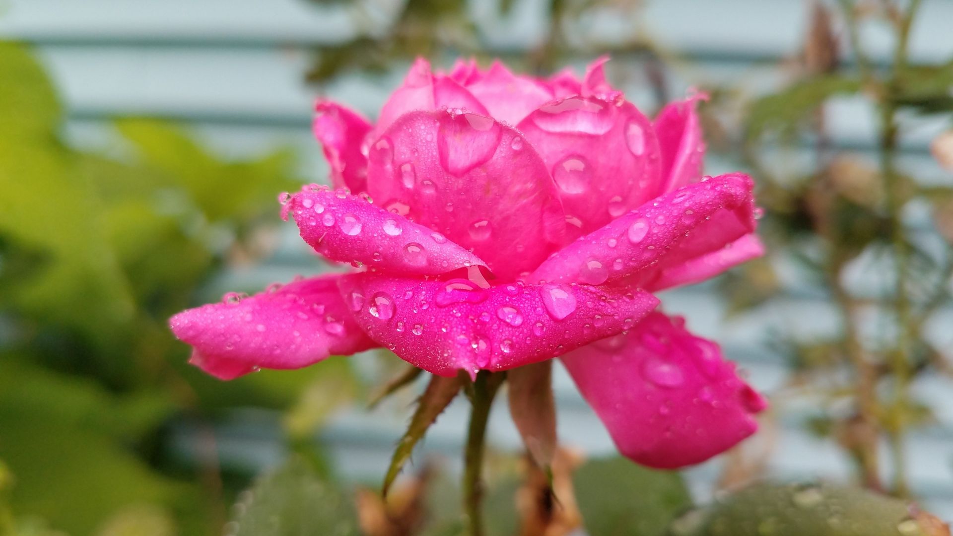 Wallpaper Water drops, pink rose, 4k