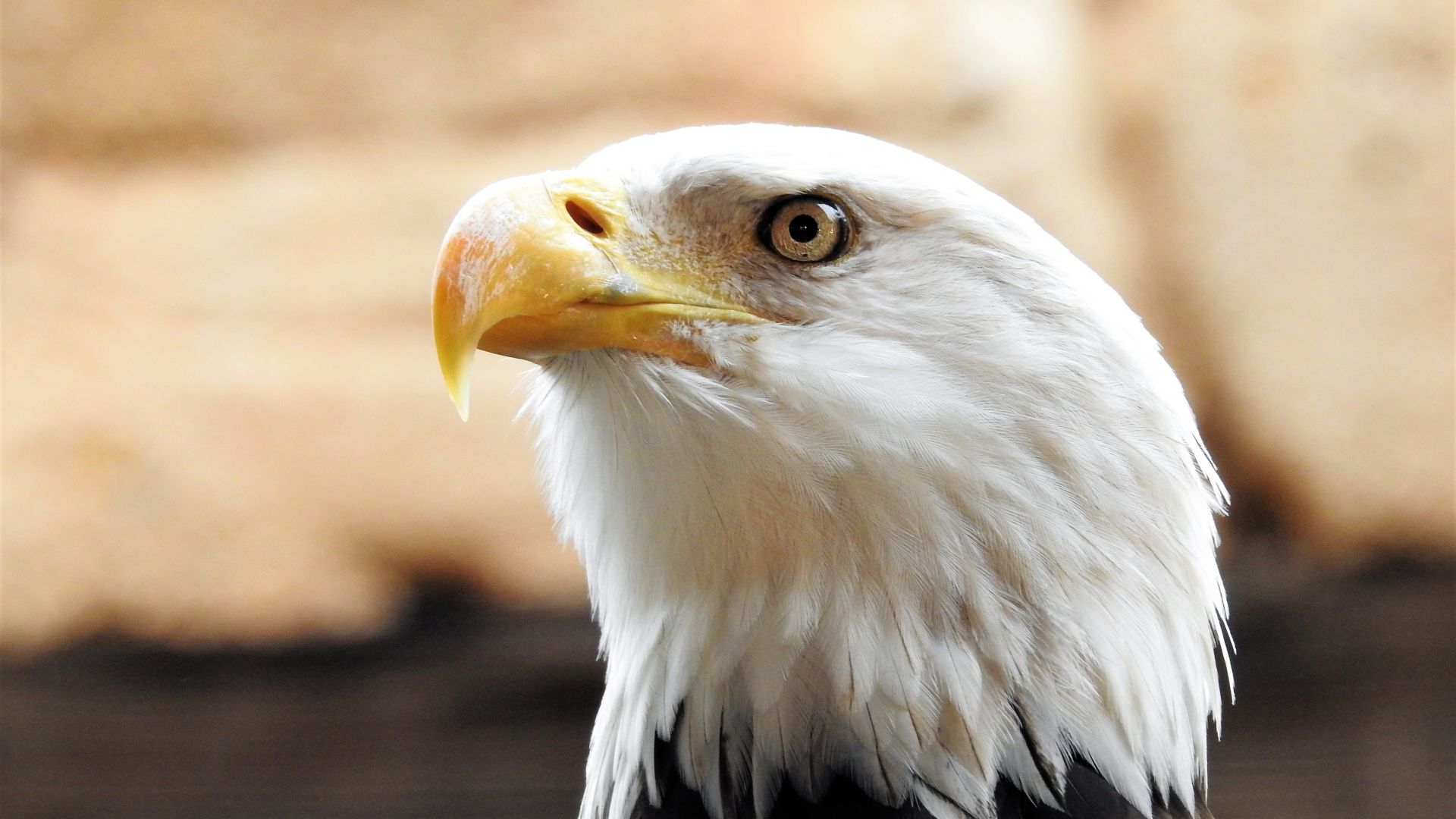Wallpaper Bald eagle, white head, muzzle, predator, 4k