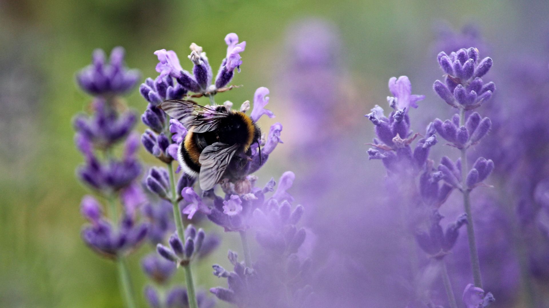 Wallpaper Bee, insect, pollination, lavender flowers
