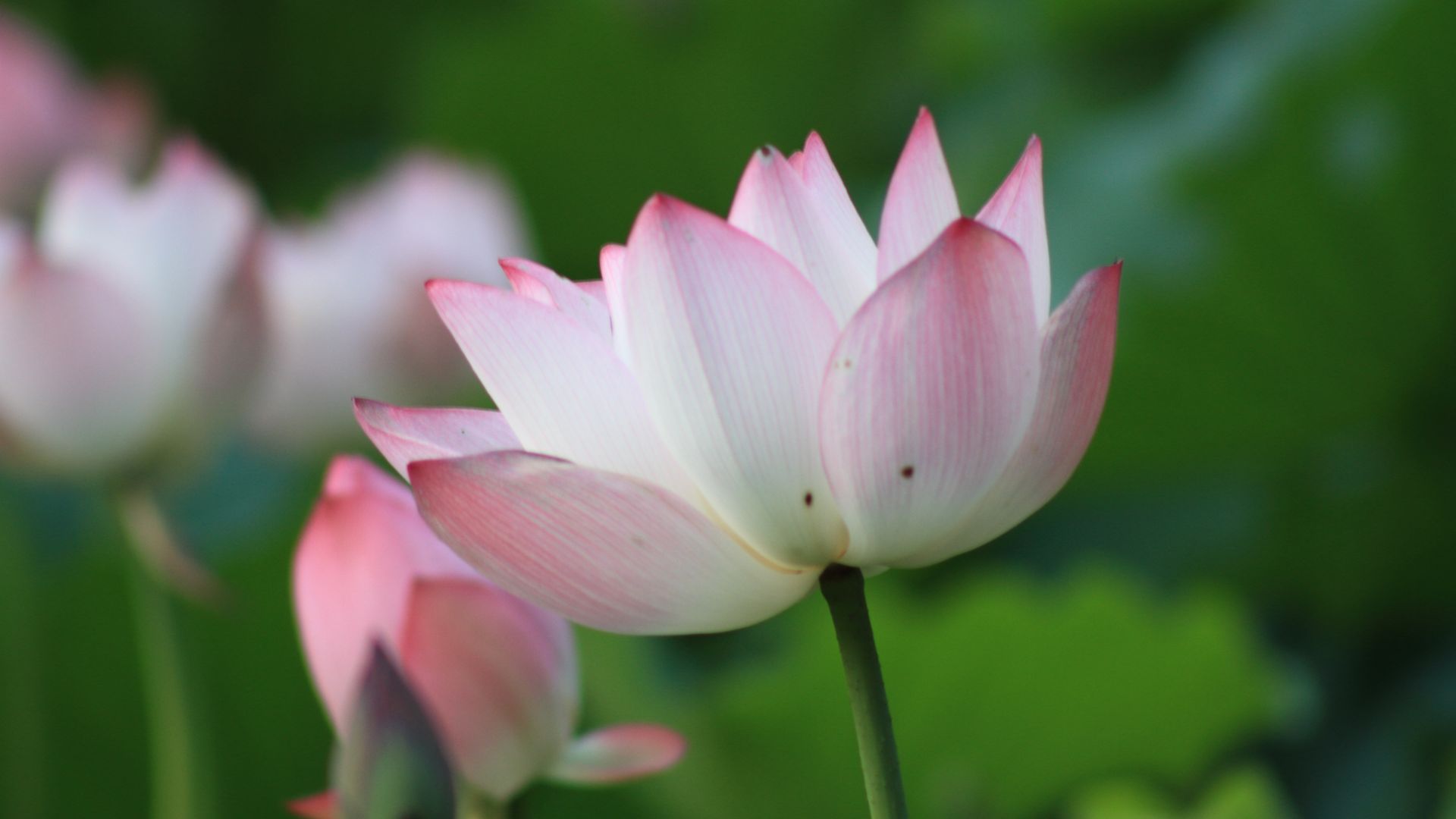 Wallpaper Pink, lotus, flower, bloom
