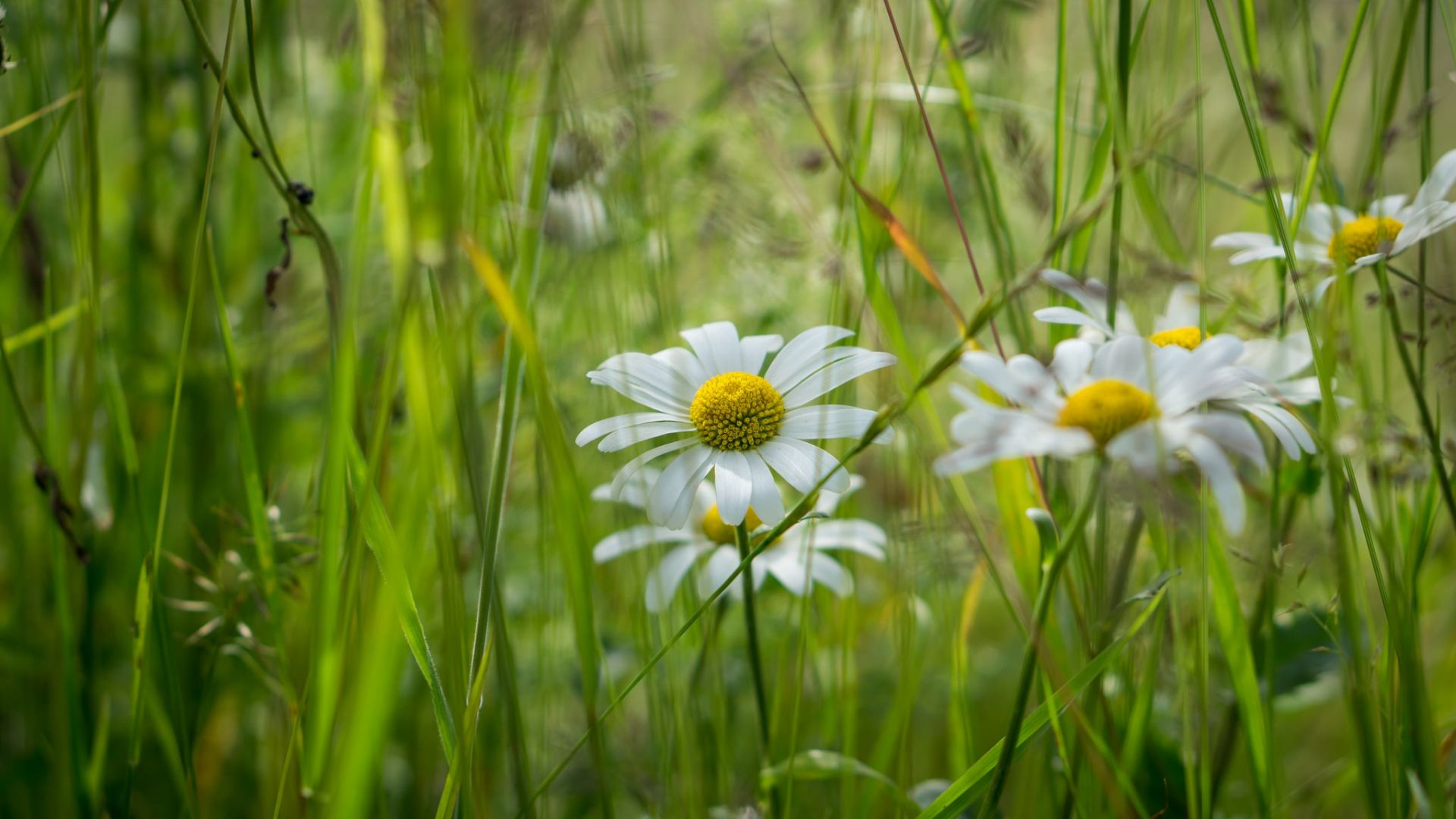 Wallpaper Daisy, meadow, summer, flowers field