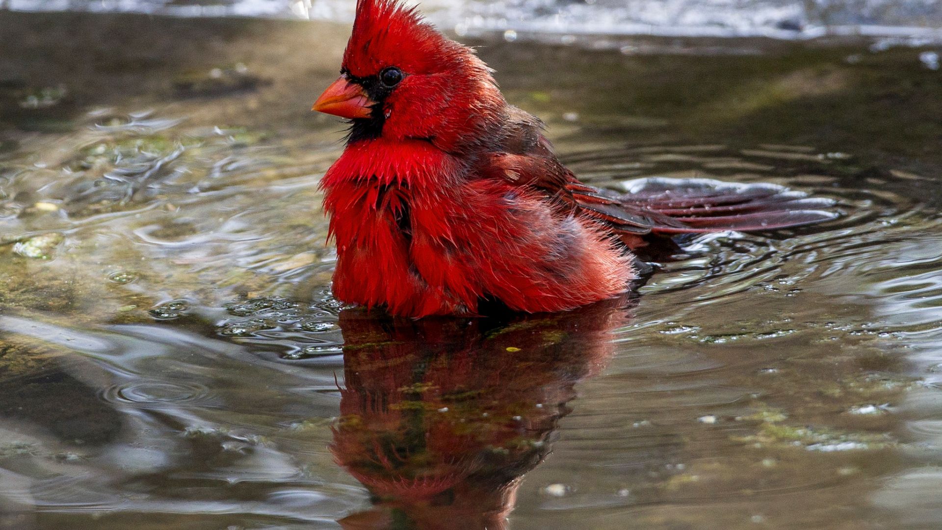 Wallpaper Cardinal, red bird, water