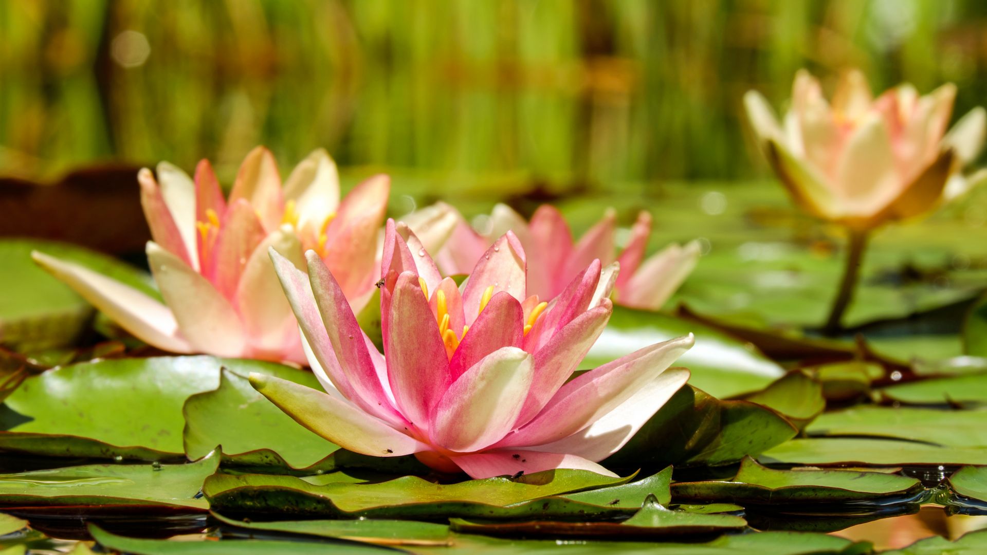 Wallpaper Water lily, pink, flowers, pond, blossom, leaves
