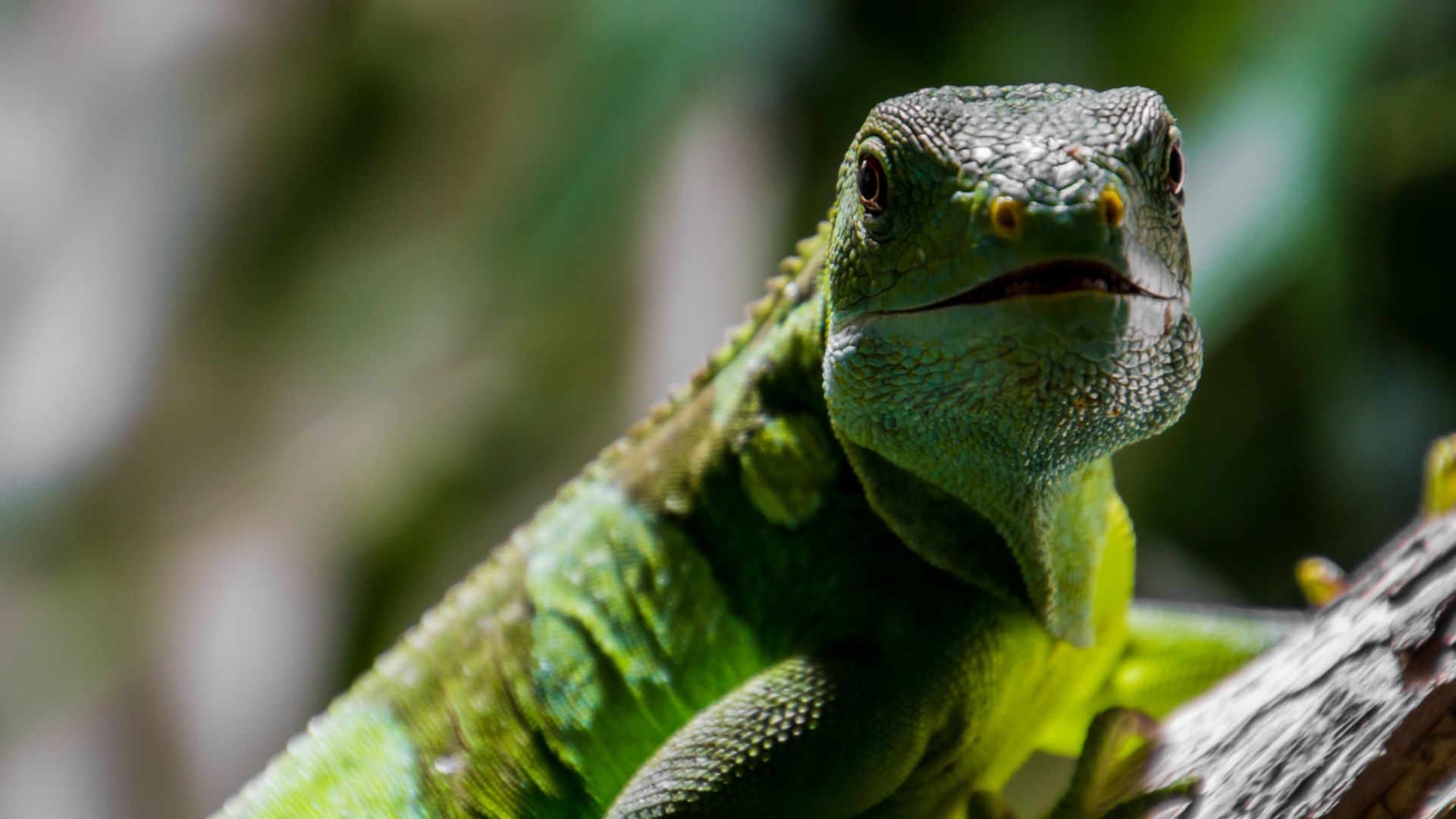 Wallpaper Green Lizard reptile muzzle