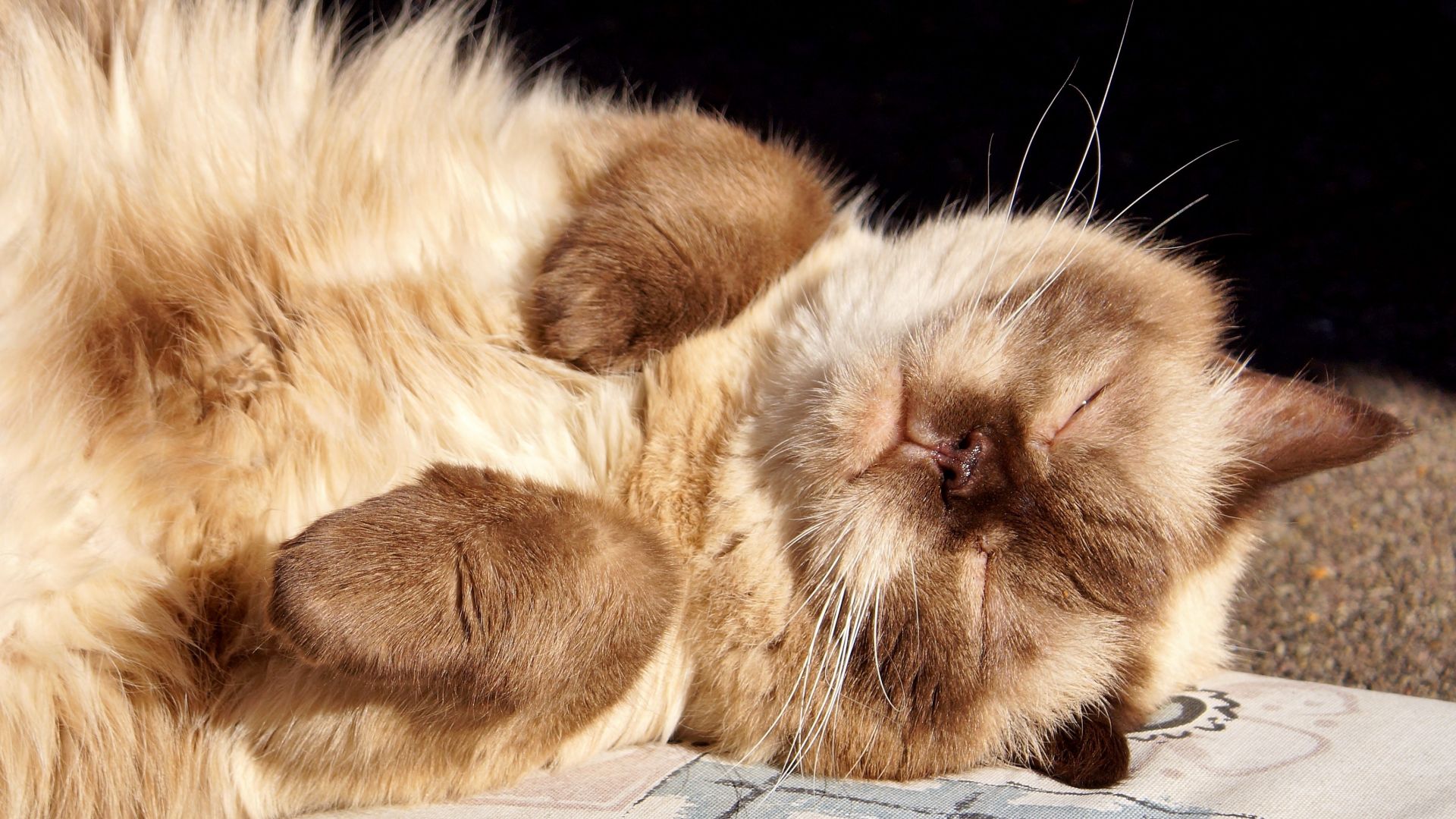 Wallpaper Sleeping cat, British shorthair, cat, fat