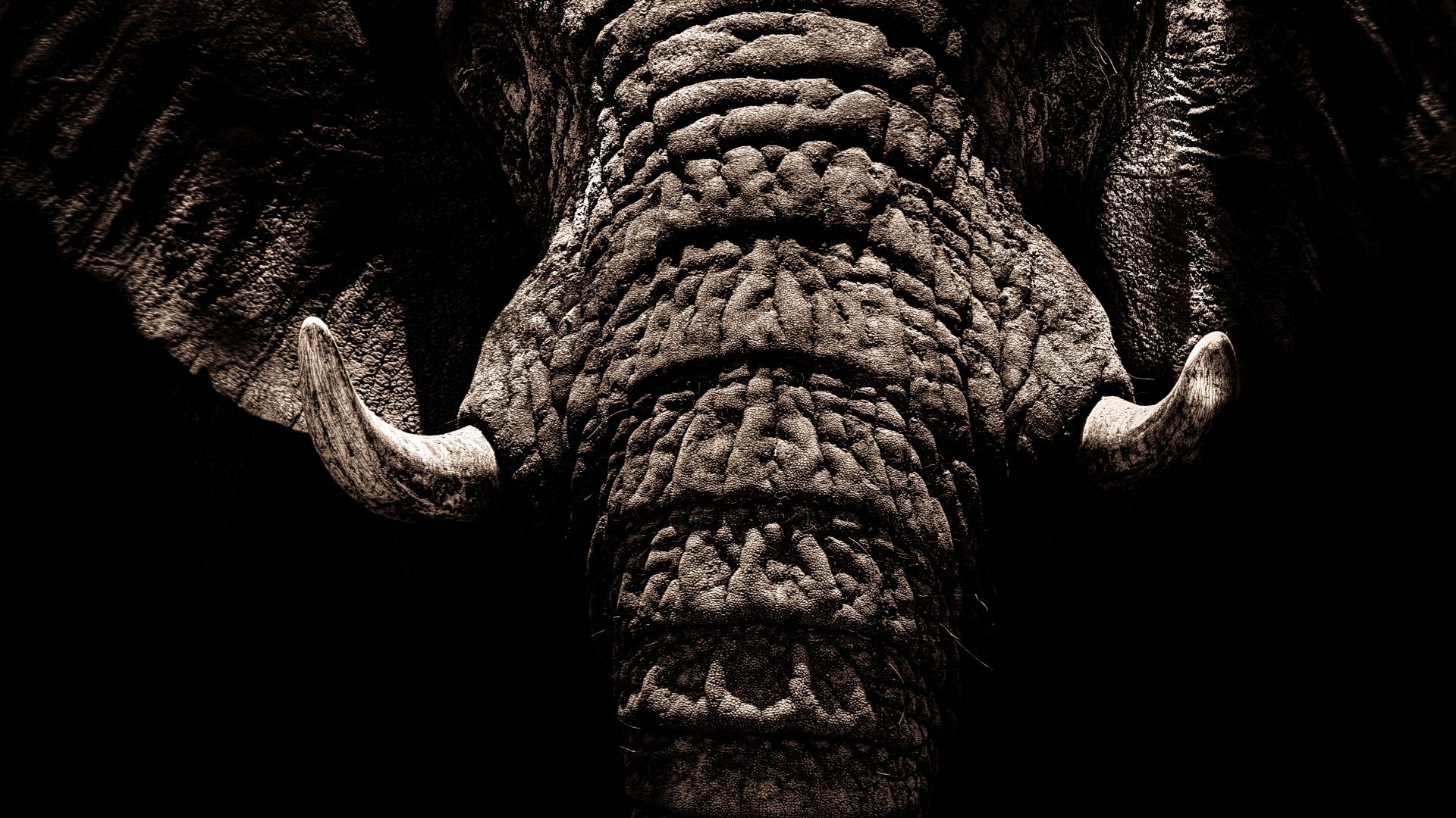 Desktop Wallpaper Elephant, Muzzle, Tusks, Trunk, Dark, 4k, Hd Image,  Picture, Background, C4be9f