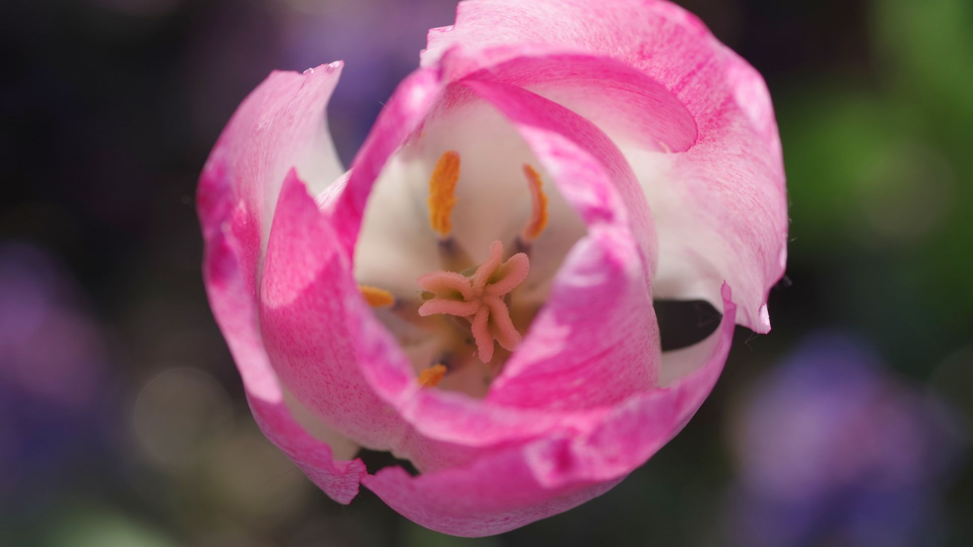 Wallpaper Pink tulip, flower bud, bud, top view