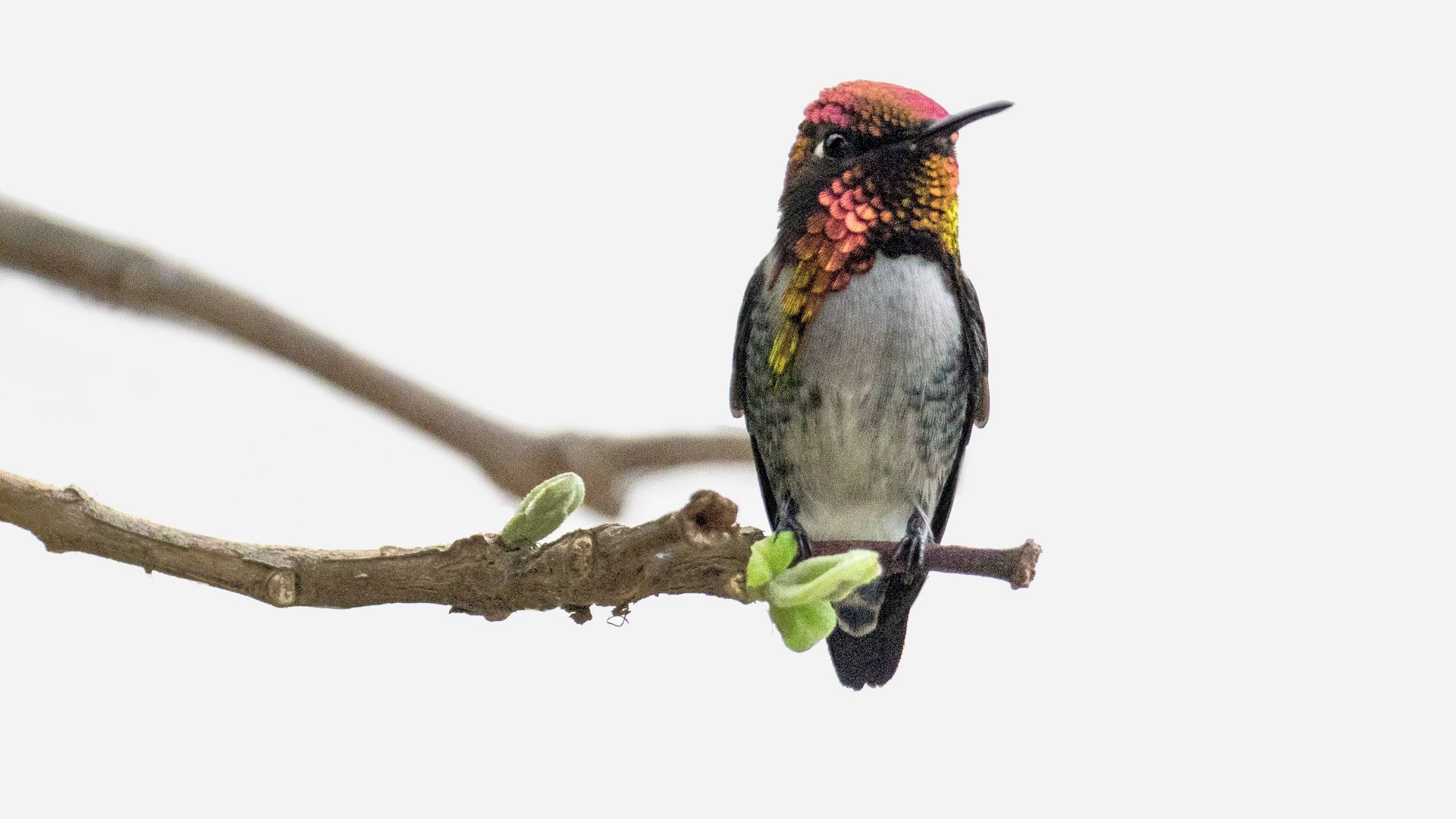 Wallpaper Hummingbird, cute, small, bird, sit