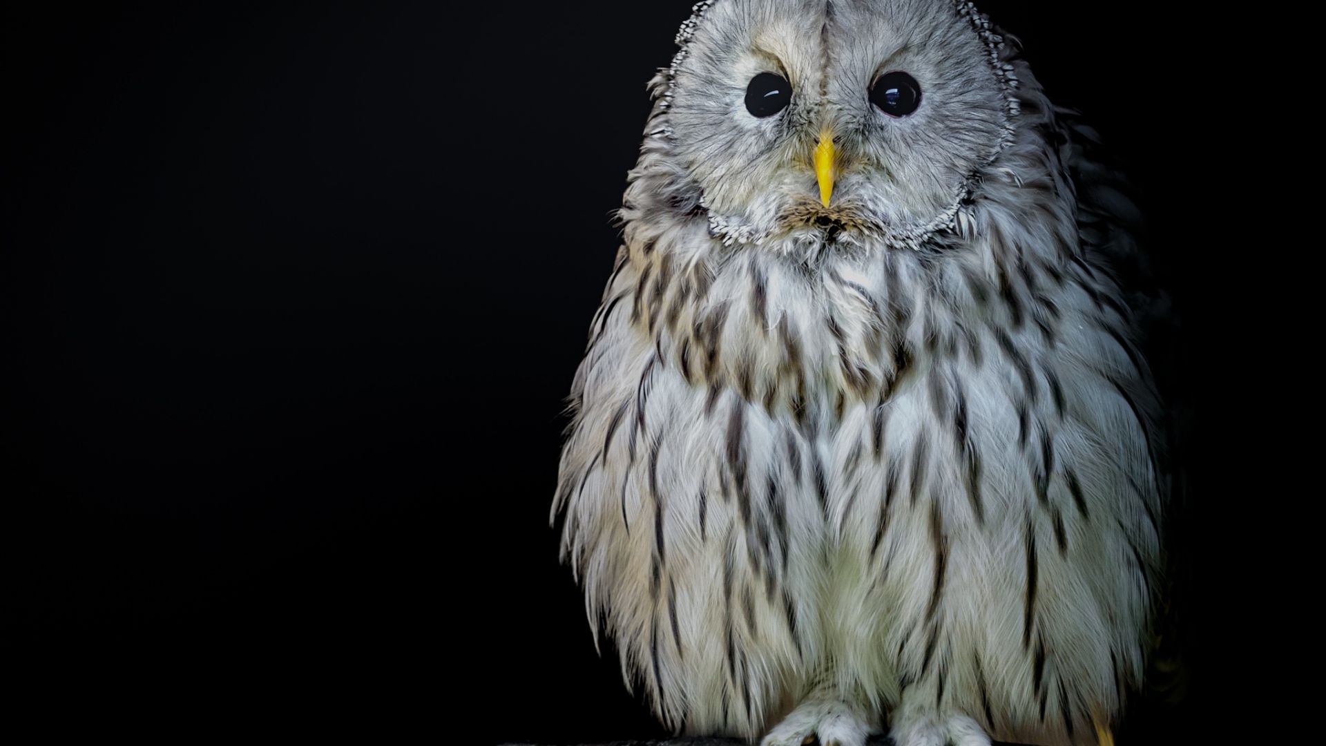 Wallpaper White owl, stare, bird, predator