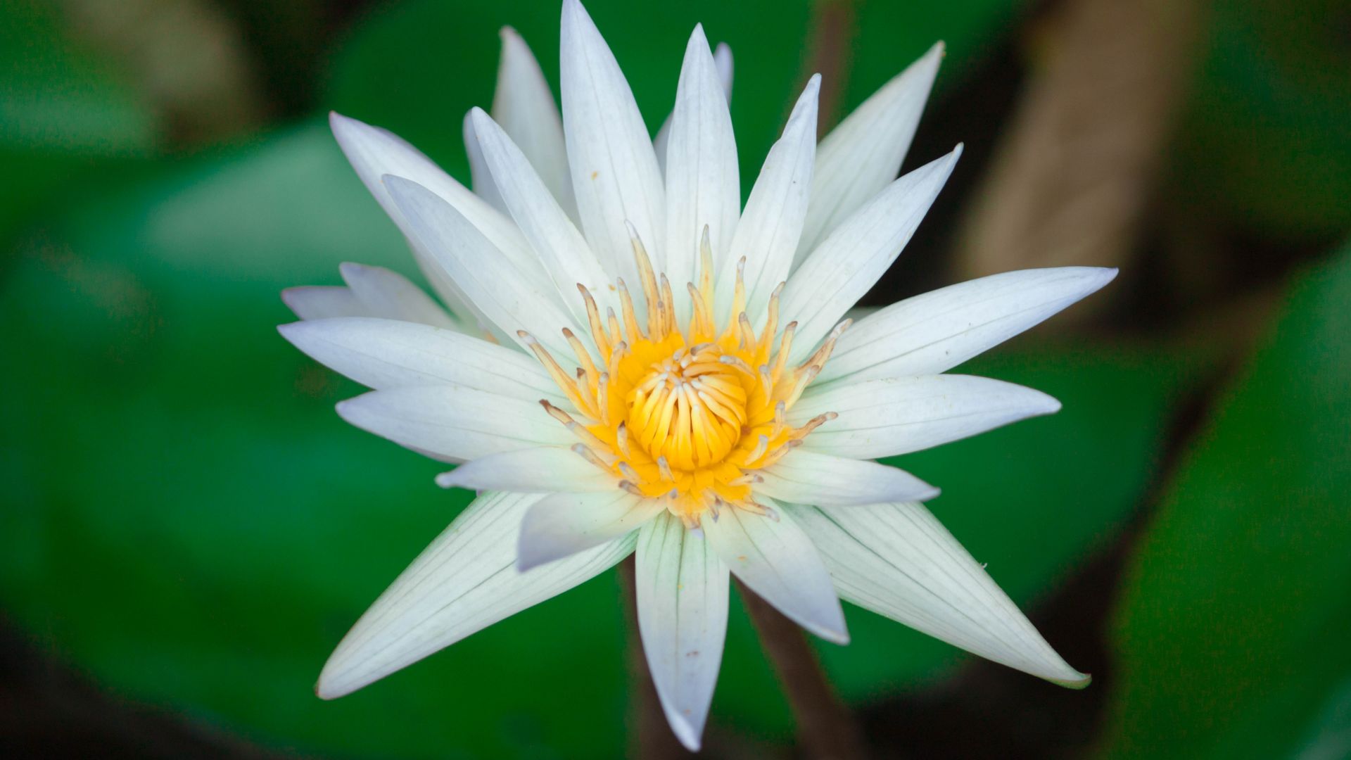 Wallpaper Water lily, bloom, white flower, close up