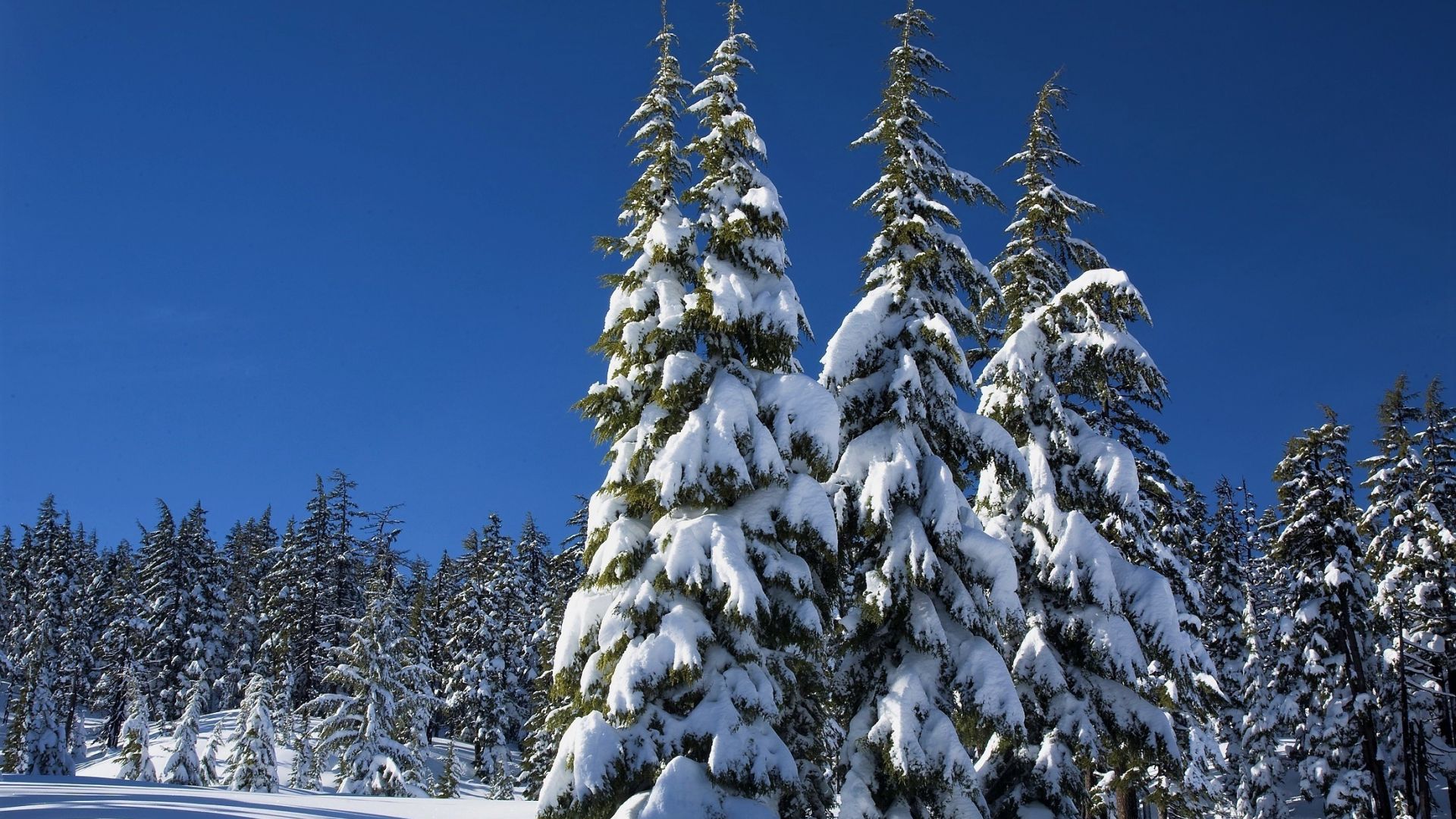 Wallpaper Winter, blue sky, trees, snowfall