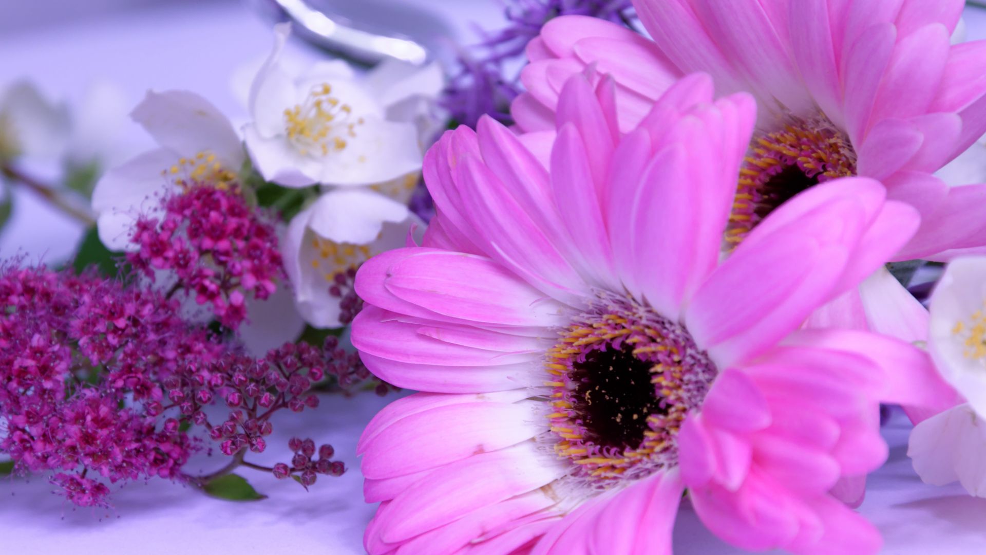Desktop Wallpaper Flowers, Pink Daisy, White Jasmine, Hd Image, Picture,  Background, C57a29