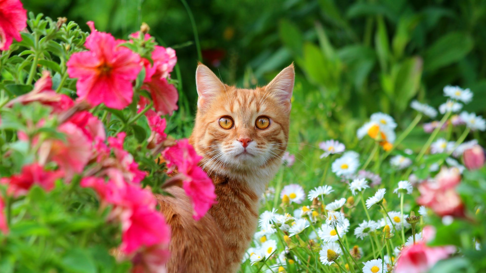 Wallpaper Orange cat, meadow, flowers, animal