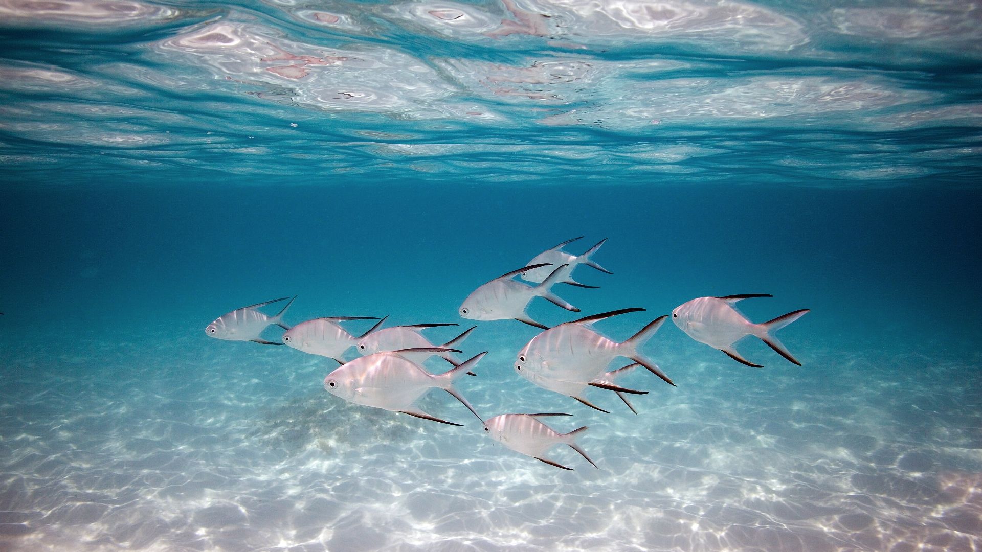 Wallpaper White fishes, swimming, underwater