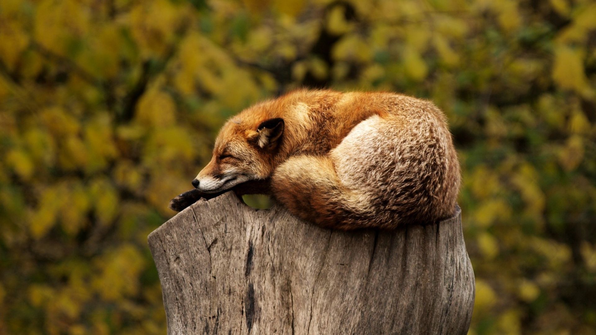 Wallpaper Fox, sleeping, wild animal