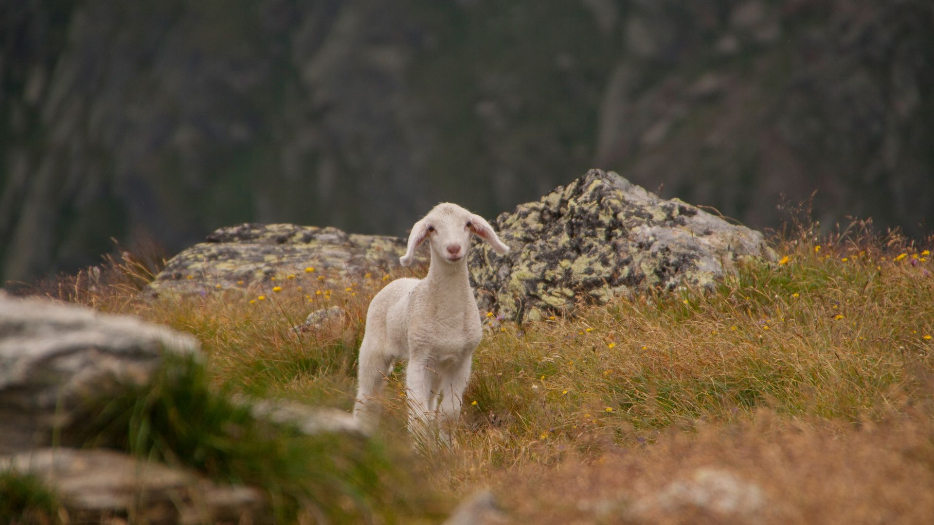 Wallpaper Lamb, wild animal, cute sheep, landscape
