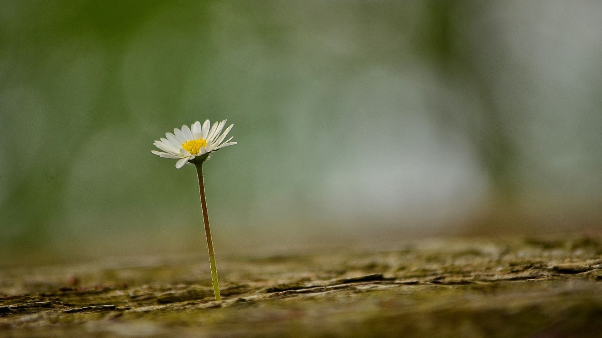 Wallpaper Spring, daisy flower, blur