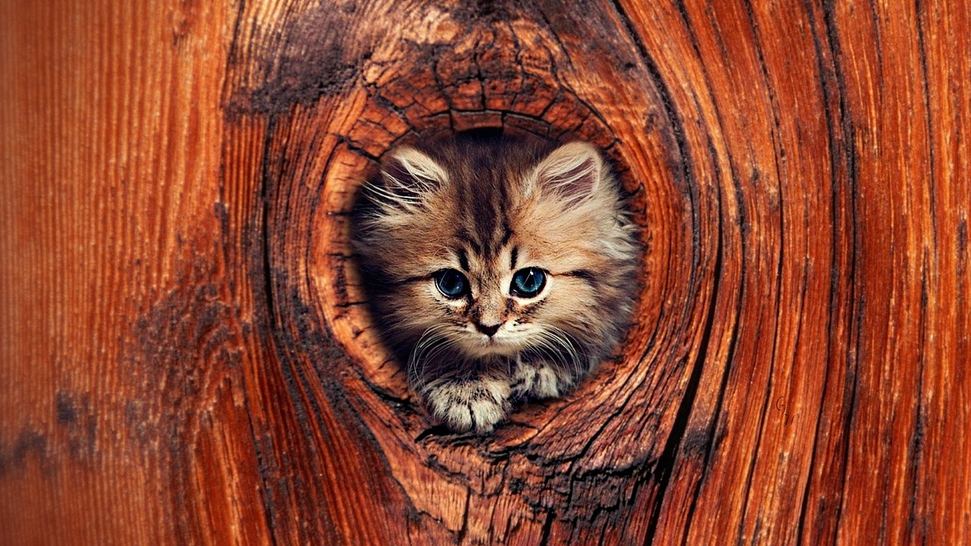 Desktop Wallpaper Cat, Kitten, Kitty, Cute Animal In Hole, Hd Image,  Picture, Background, C7ujp0