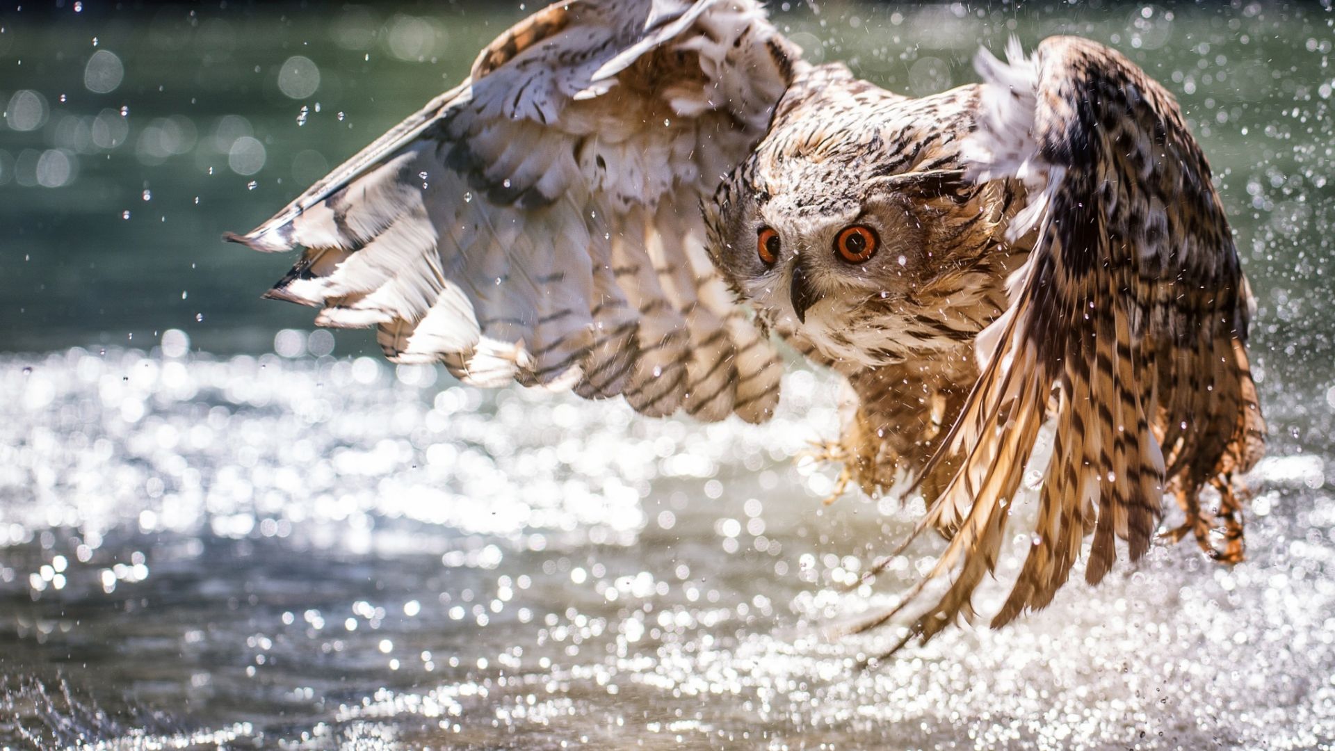Wallpaper Wings, fly, water splashes, predator, bird, owl