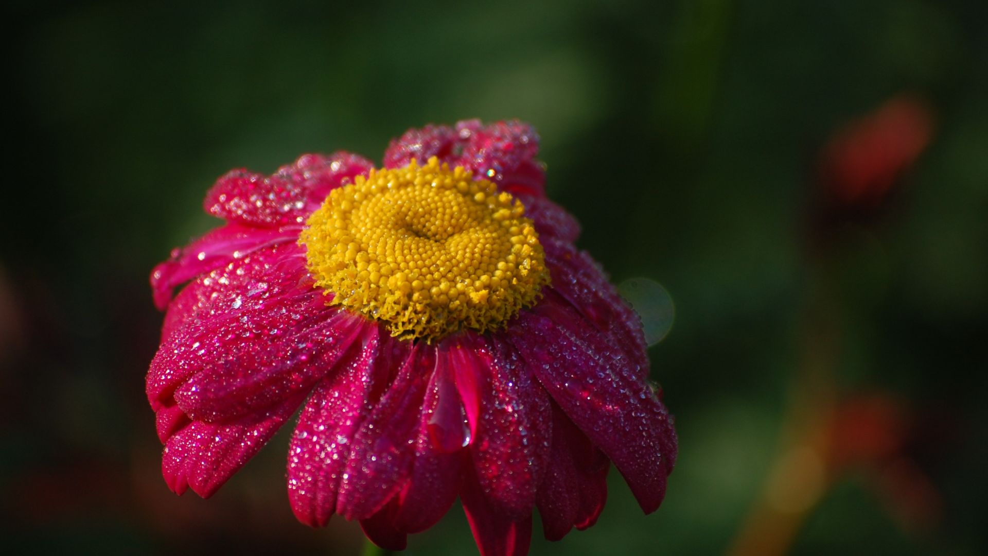 Wallpaper Pink flower, dew drops, daisy