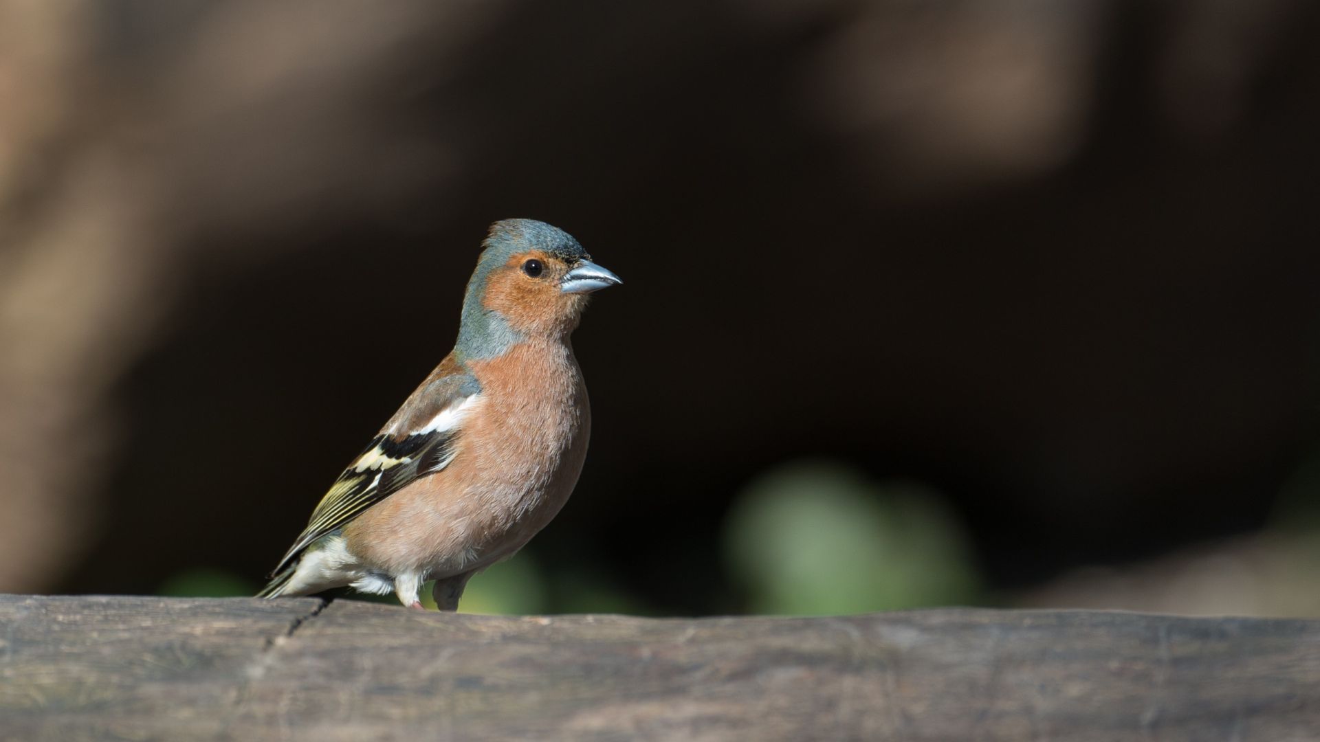 Wallpaper Common Chaffinch bird, cute and small