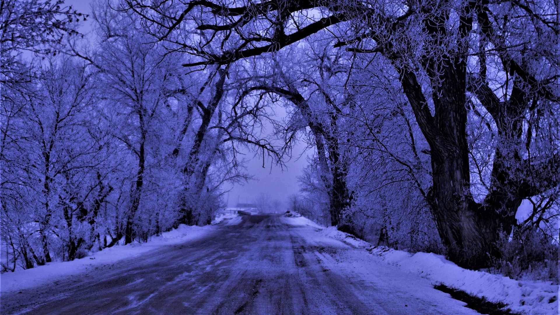 Wallpaper Road, winter, big trees
