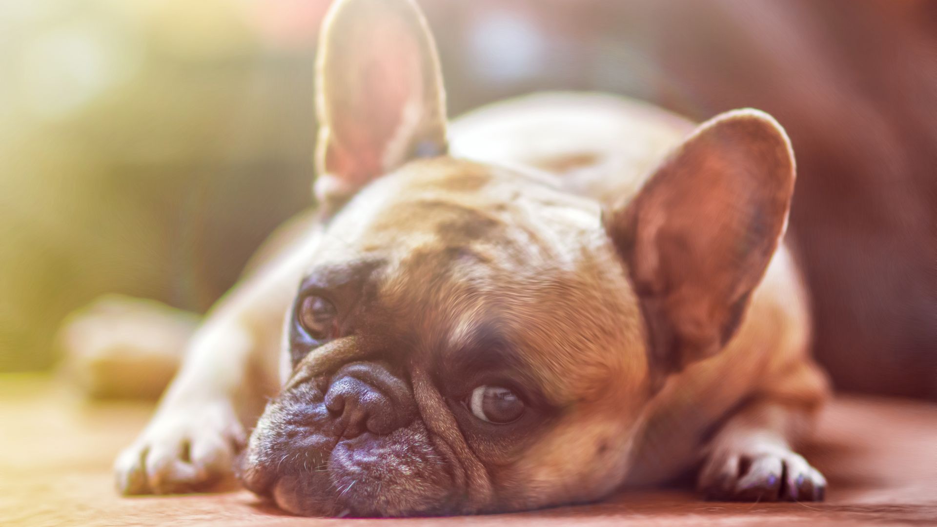 Wallpaper French bull, dog, relaxed, muzzle, 5k