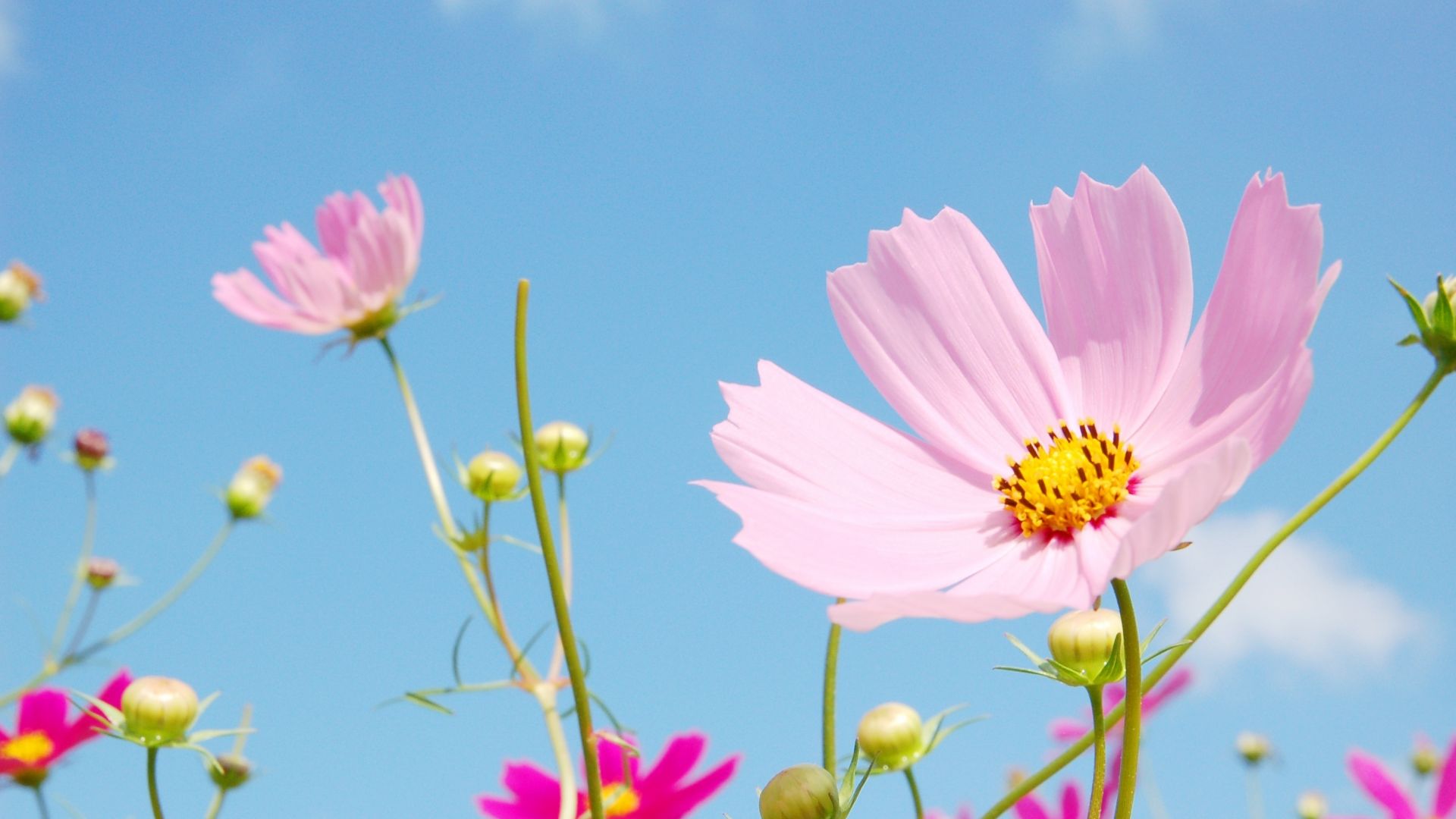 Wallpaper Meadow, flowers, blossom, pink cosmos