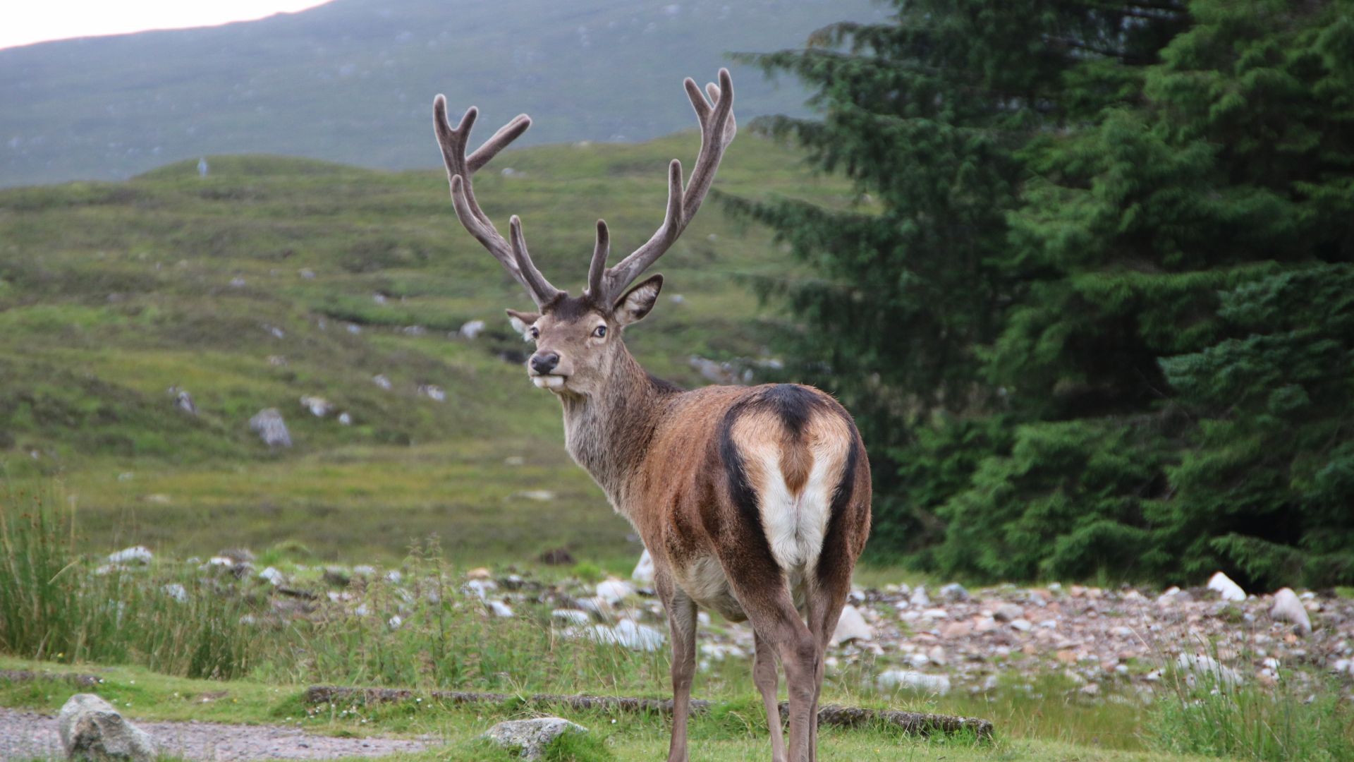 Wallpaper Deer, animal, horns, 5k
