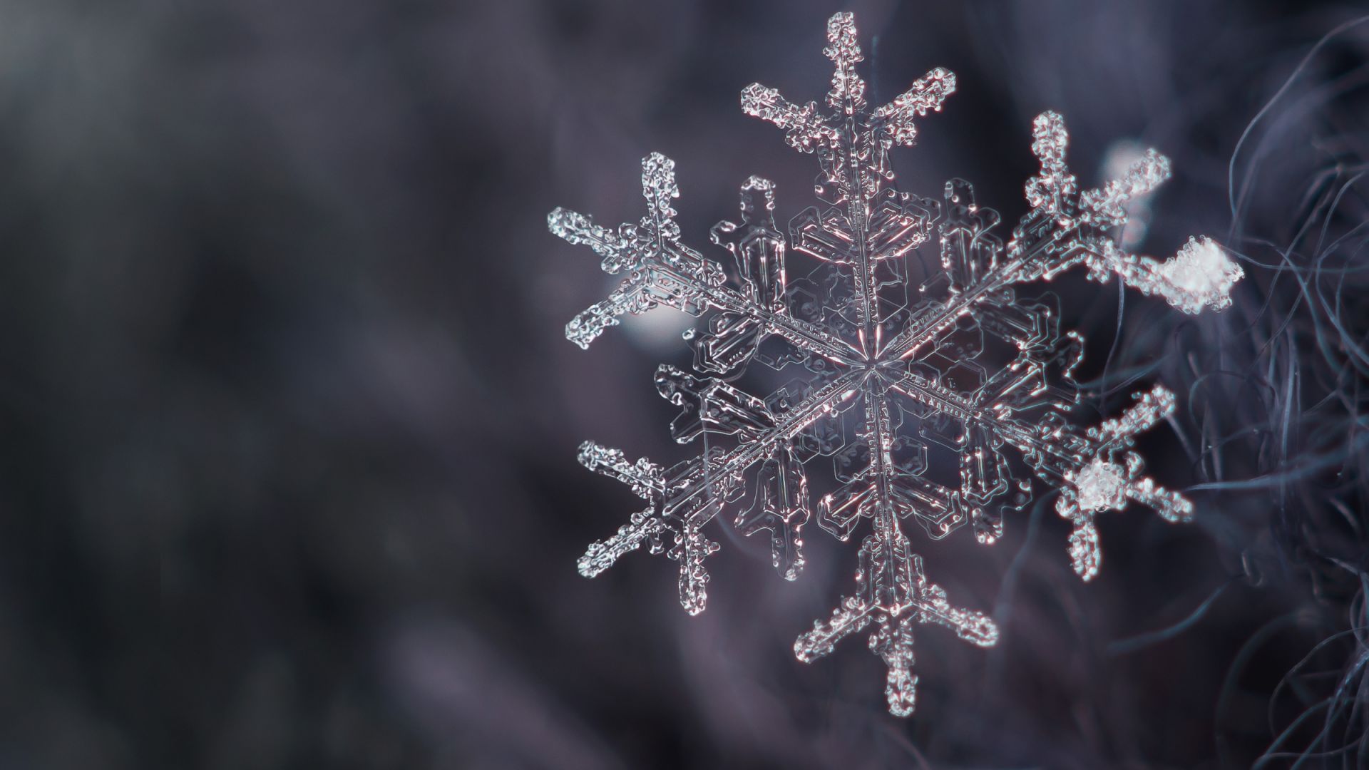 Wallpaper Snowflake, close up, winter