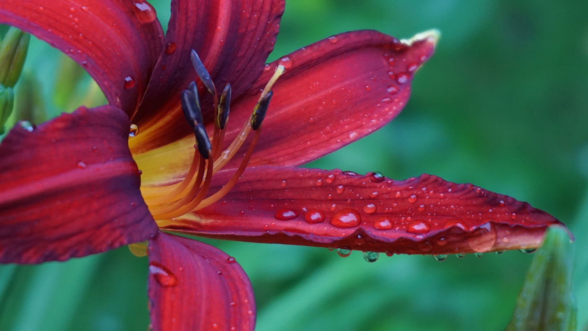 Wallpaper Lily, flowers, close up, water drops, pollen