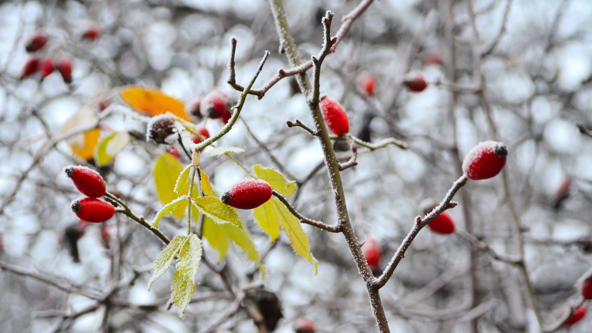 Wallpaper Snow frost on small red fruits