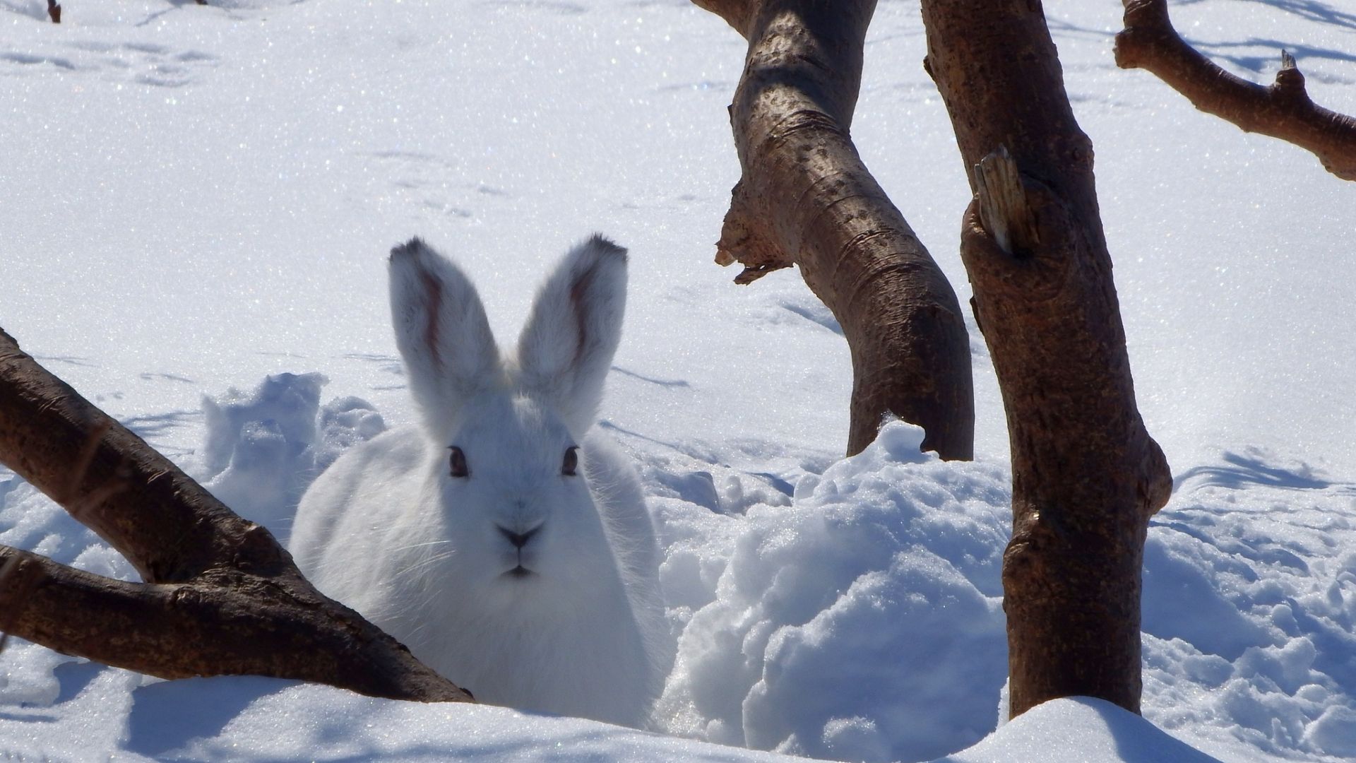 Wallpaper Winter, snow, white, hare, cute, animal