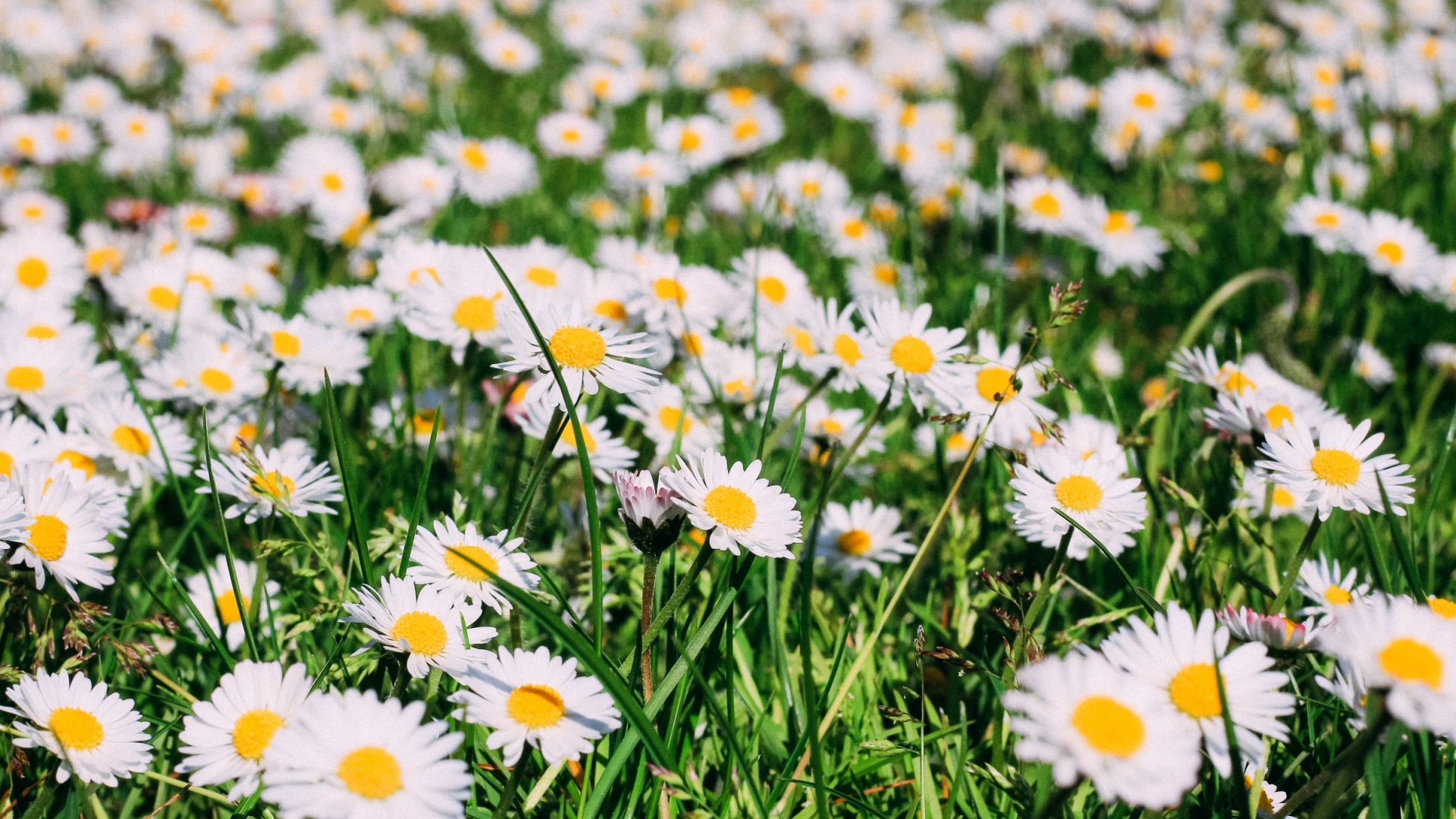 Wallpaper Meadow, summer, daisy, flowers, white flowers