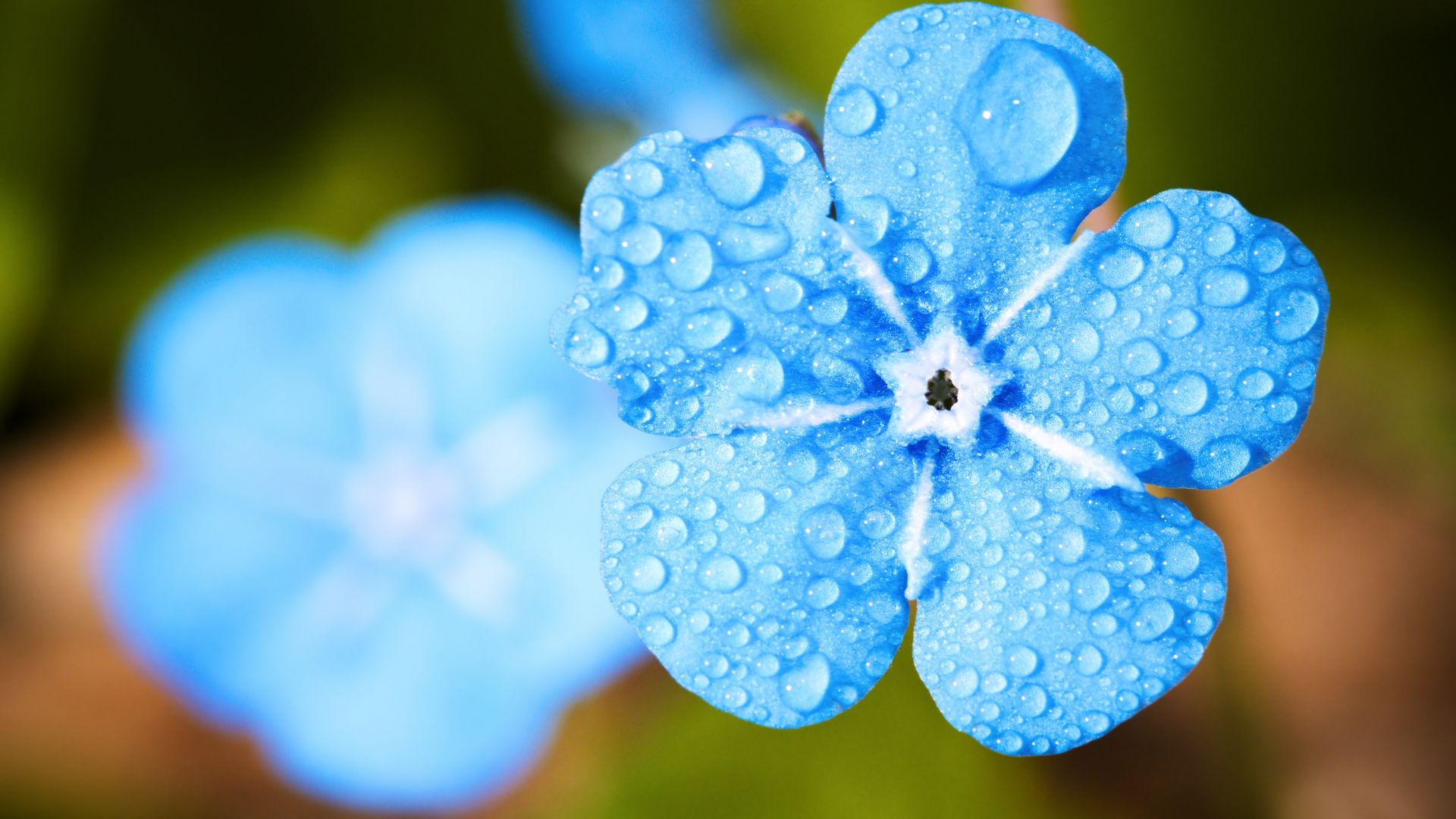 Wallpaper Blue flower, close up, water drops