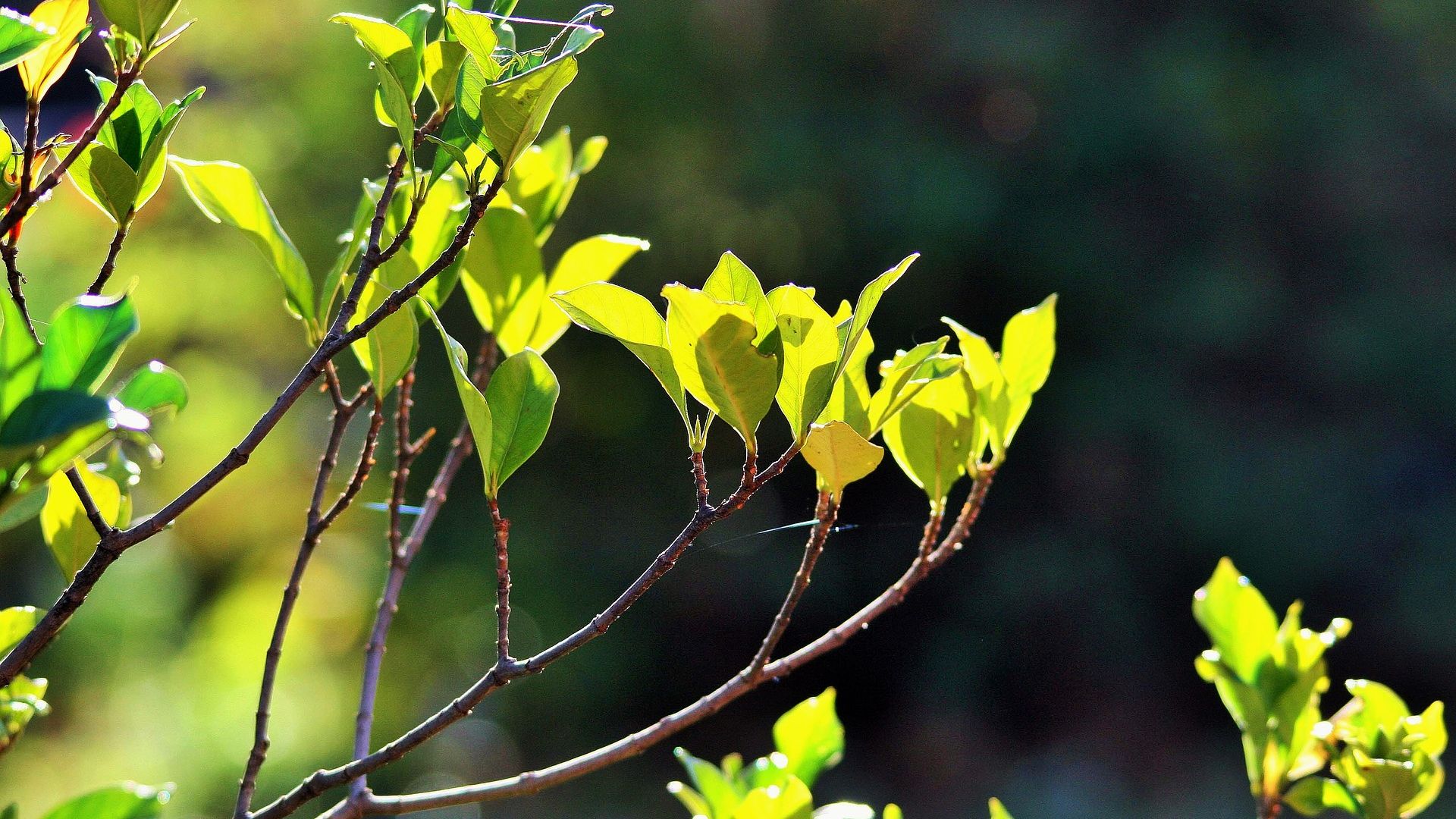 Wallpaper Green leaves, tree branch