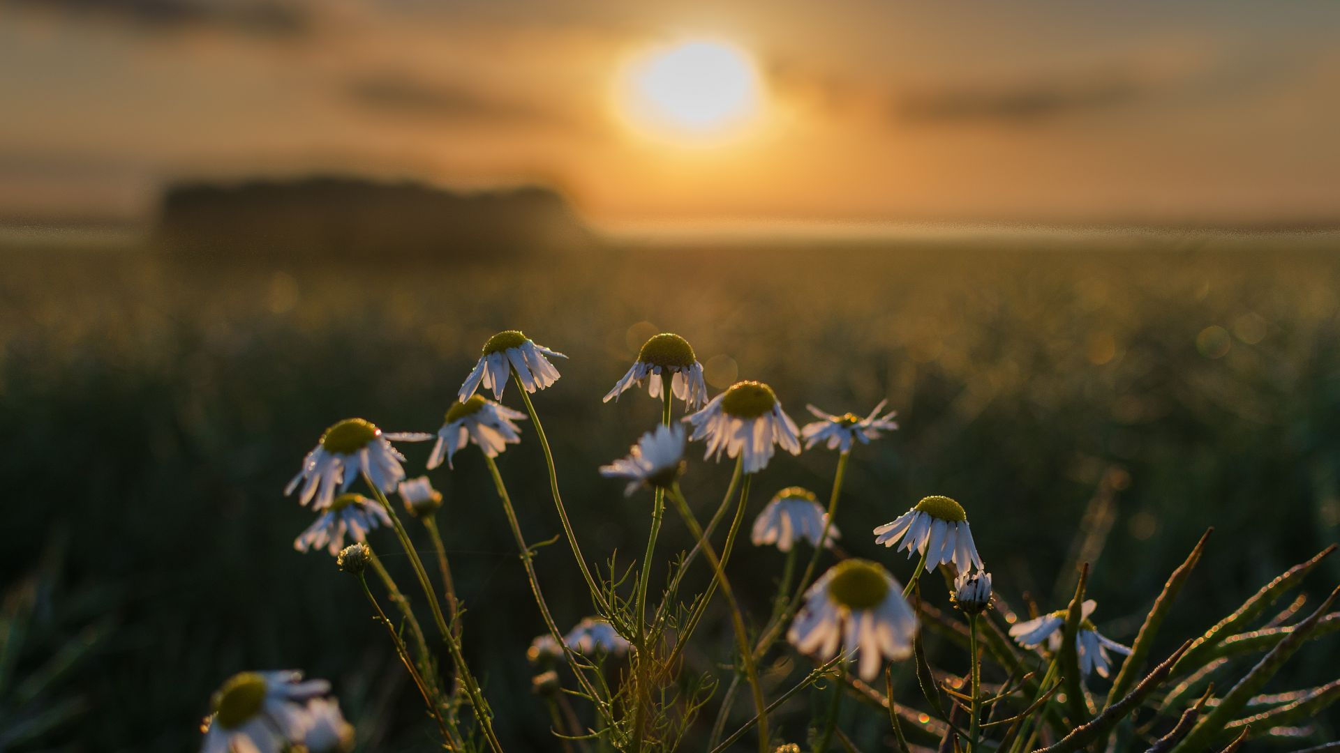 Wallpaper Sunset, blur, daisy flowers, meadow