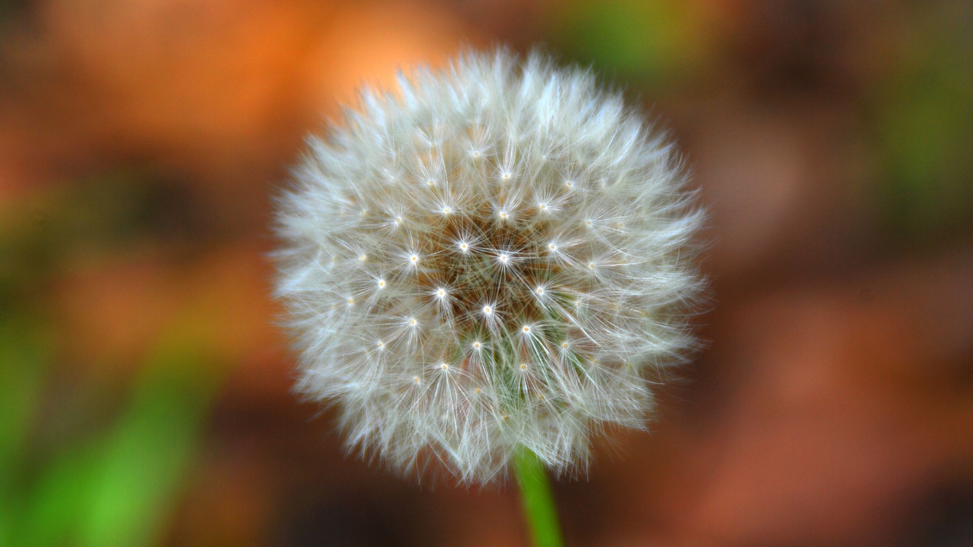 Wallpaper Dandelion, white flower, blur