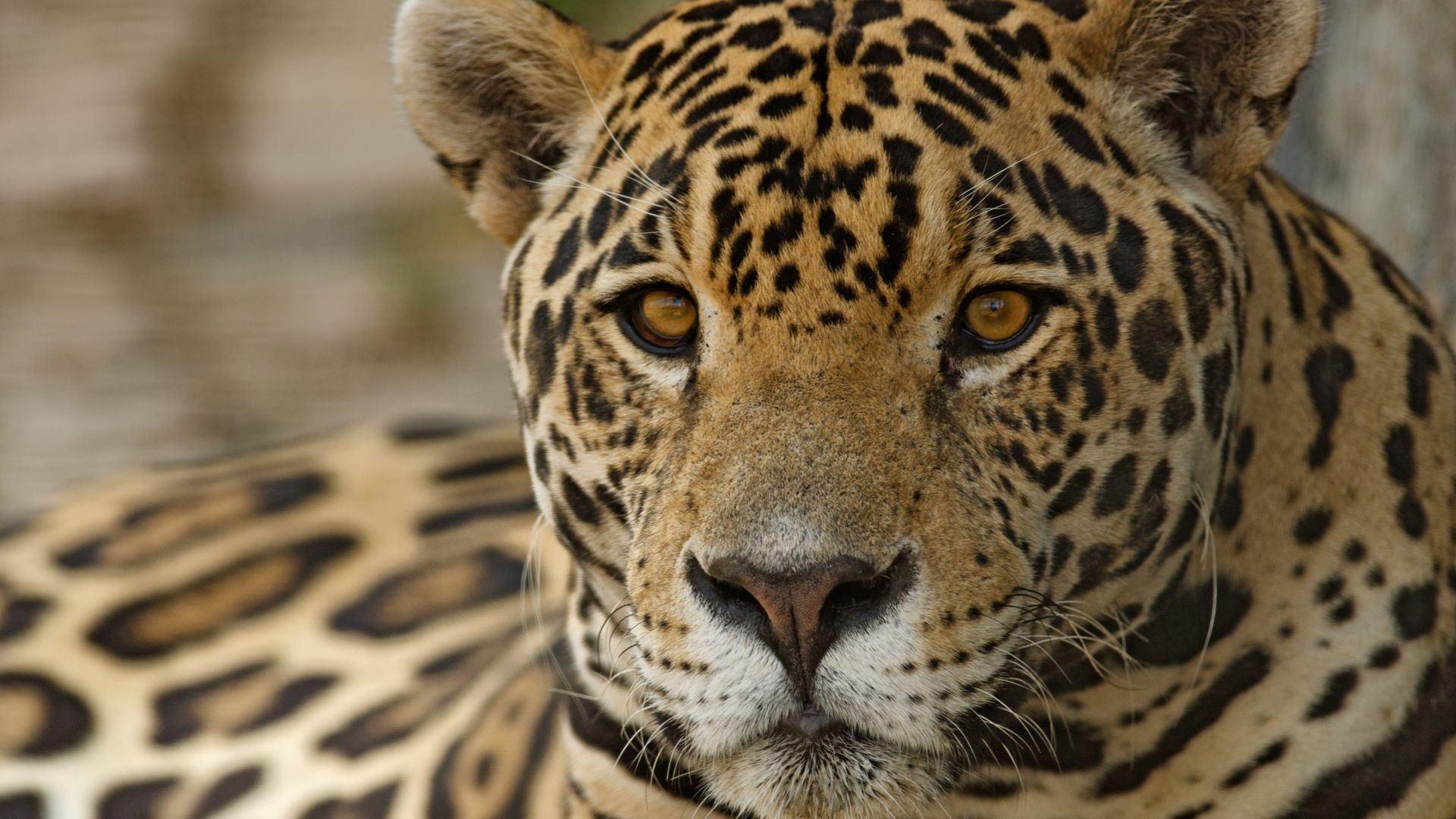Desktop Wallpaper Jaguar, Leopard, Wild Cat, Muzzle, 4k, Hd Image, Picture,  Background, Cbee44