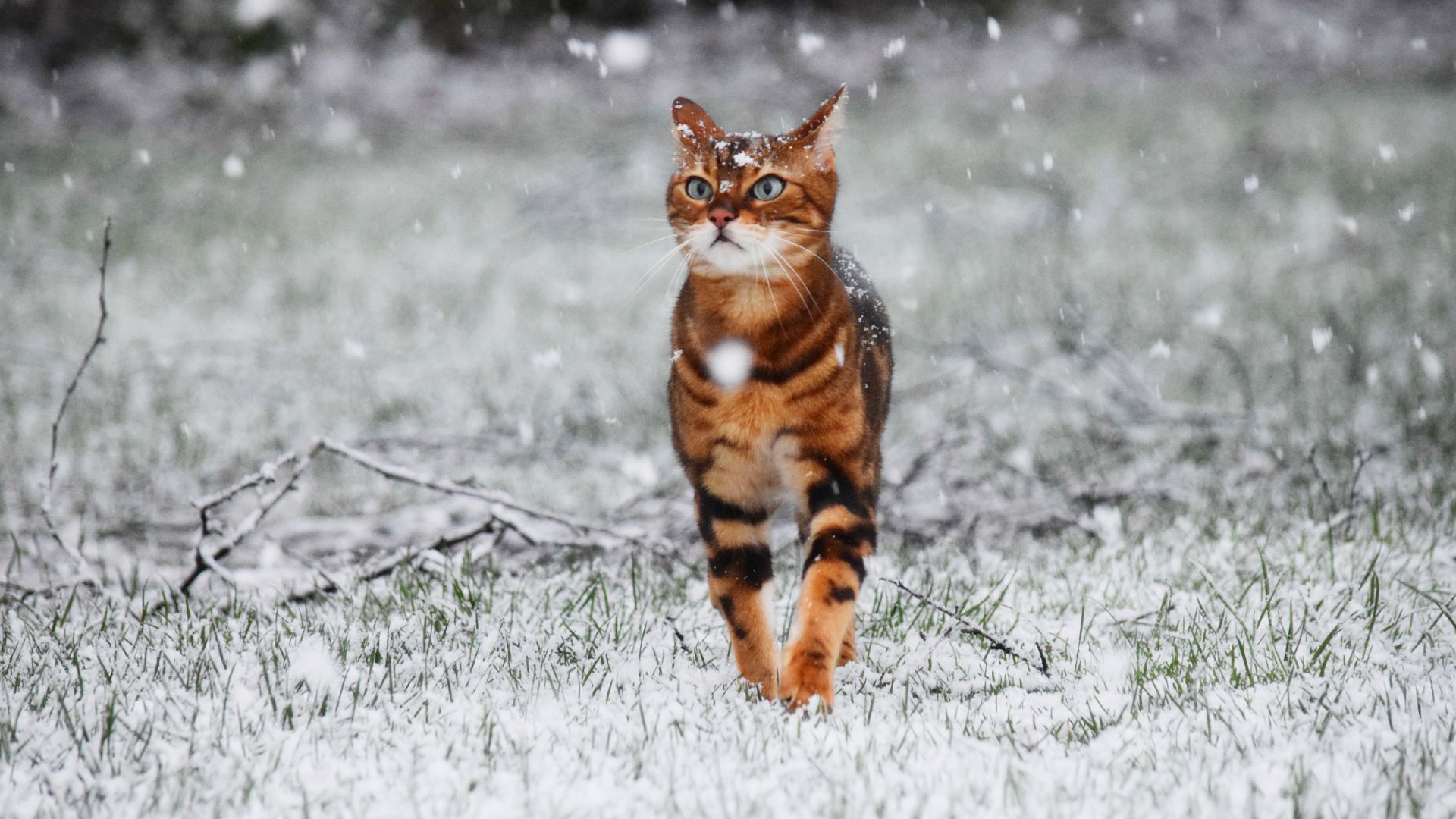 Wallpaper Cat, animal, stare, winter, grass field