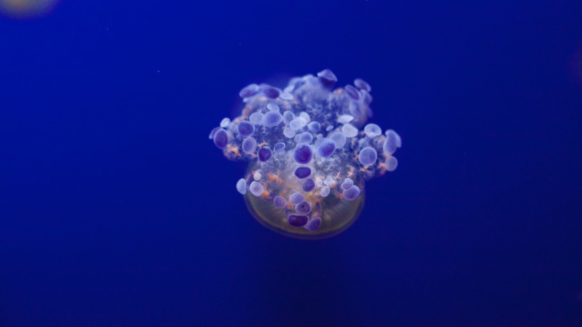 Wallpaper Jellyfish, tentacles, underwater, blue
