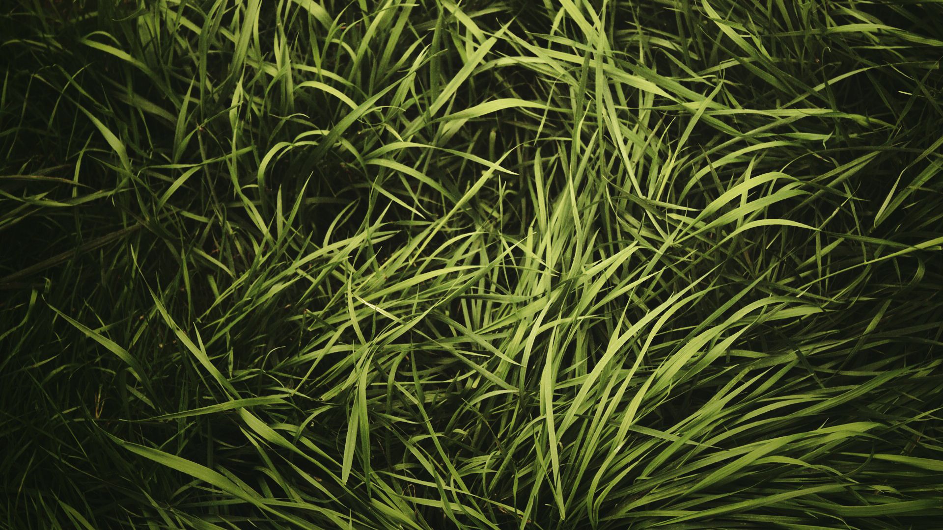 Wallpaper Green grass texture