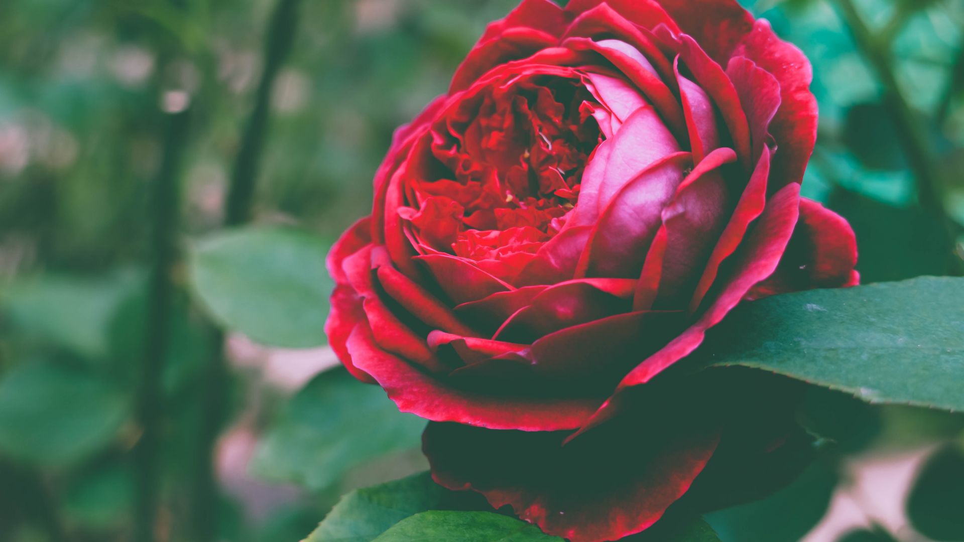 Wallpaper Rose, romantic, red flower, beautiful