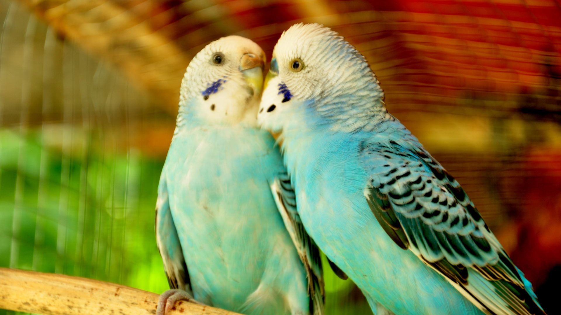 Wallpaper Parrots, Budgerigar, pair, bird, love