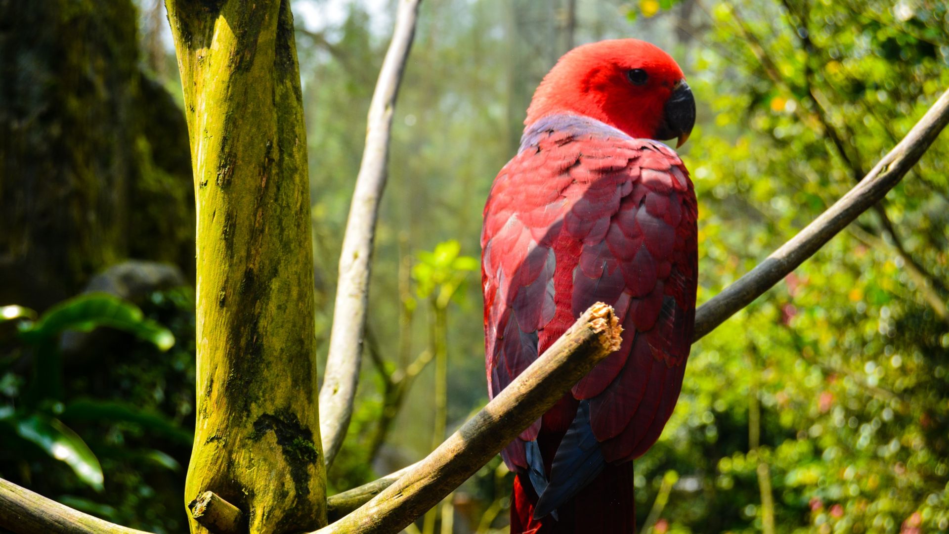 Wallpaper Red parrot, bird, tree branch