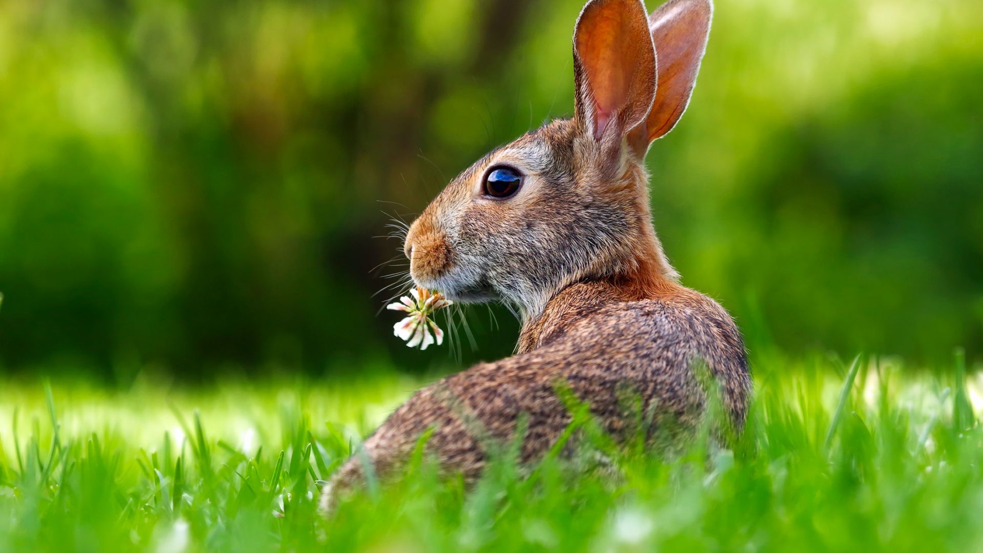 Wallpaper Cute bunny, eating, rabbit, grass